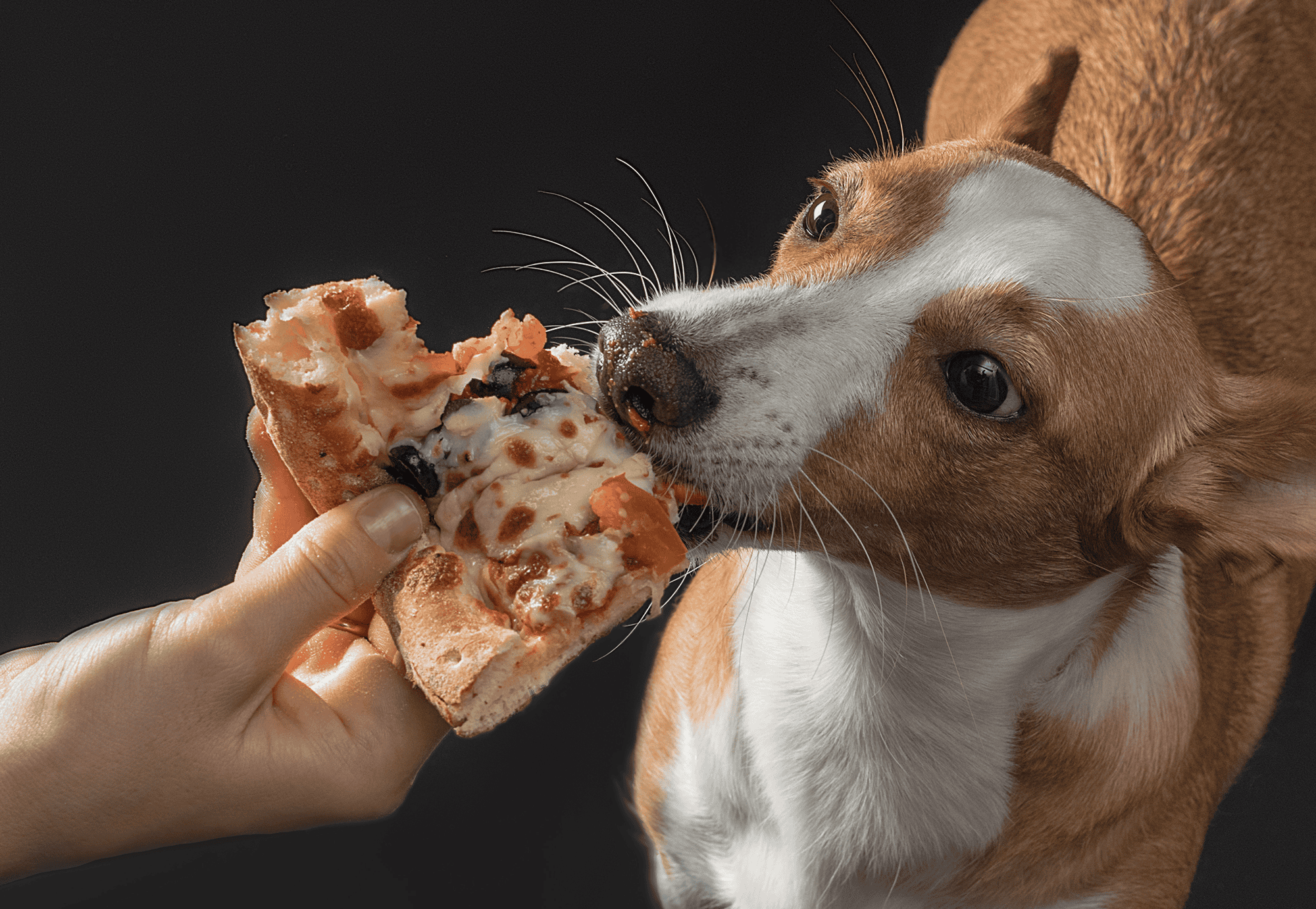 Dog eagerly eating pizza slice, emphasizing safe food choices for dogs and pet nutrition.