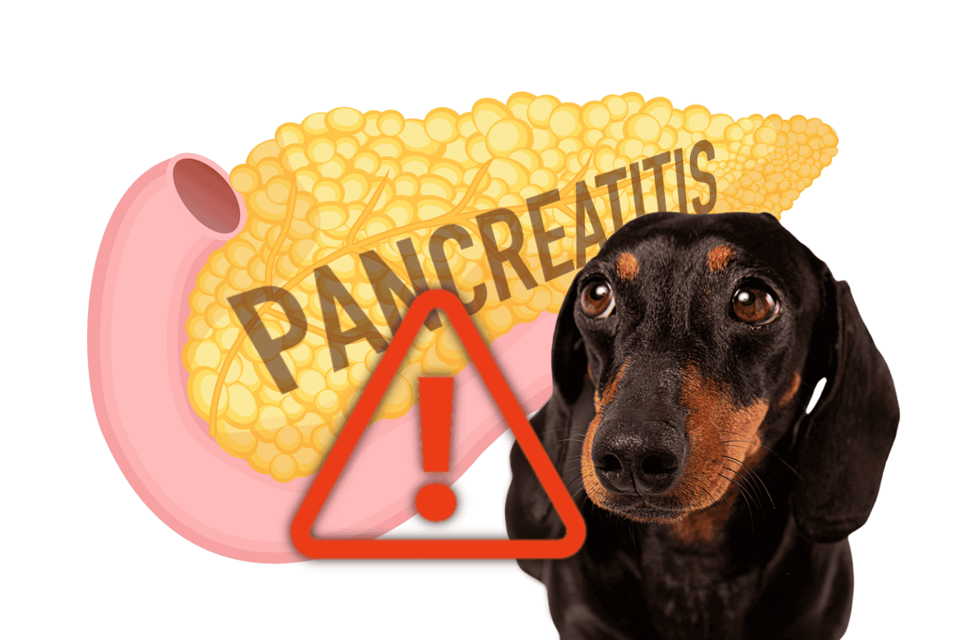 Dog with pancreas diagram warning.