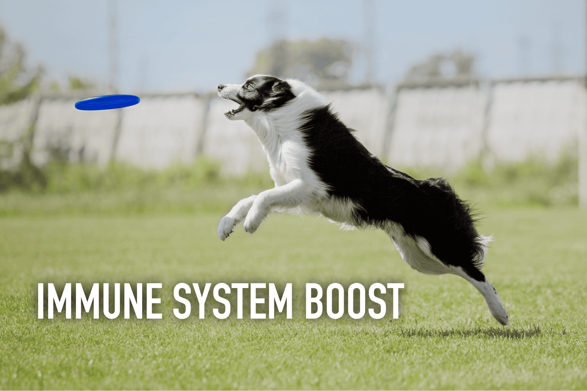 Dog catching frisbee in the park for a healthy lifestyle.