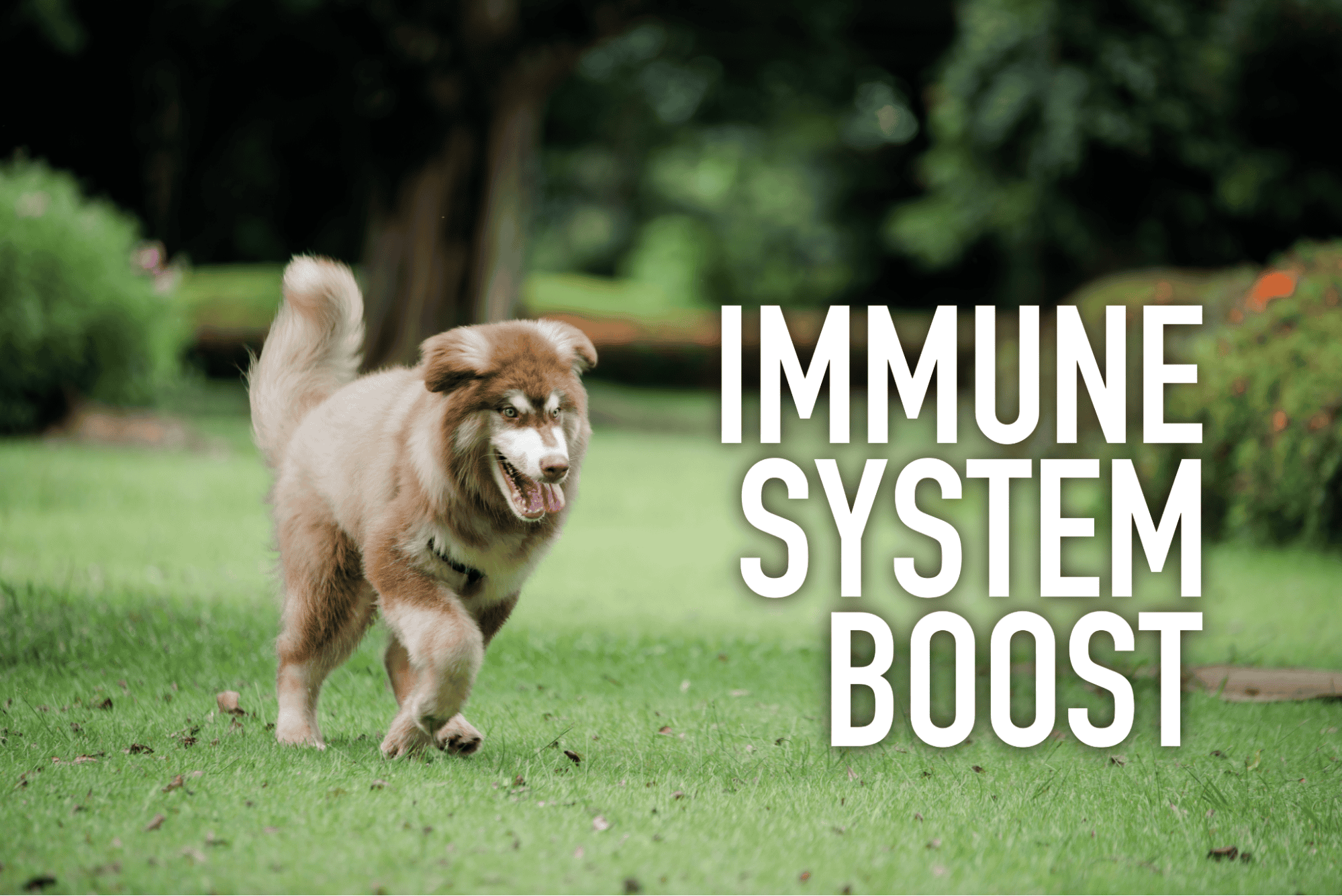 Dog running in a park promotes a strong immune system and overall health.