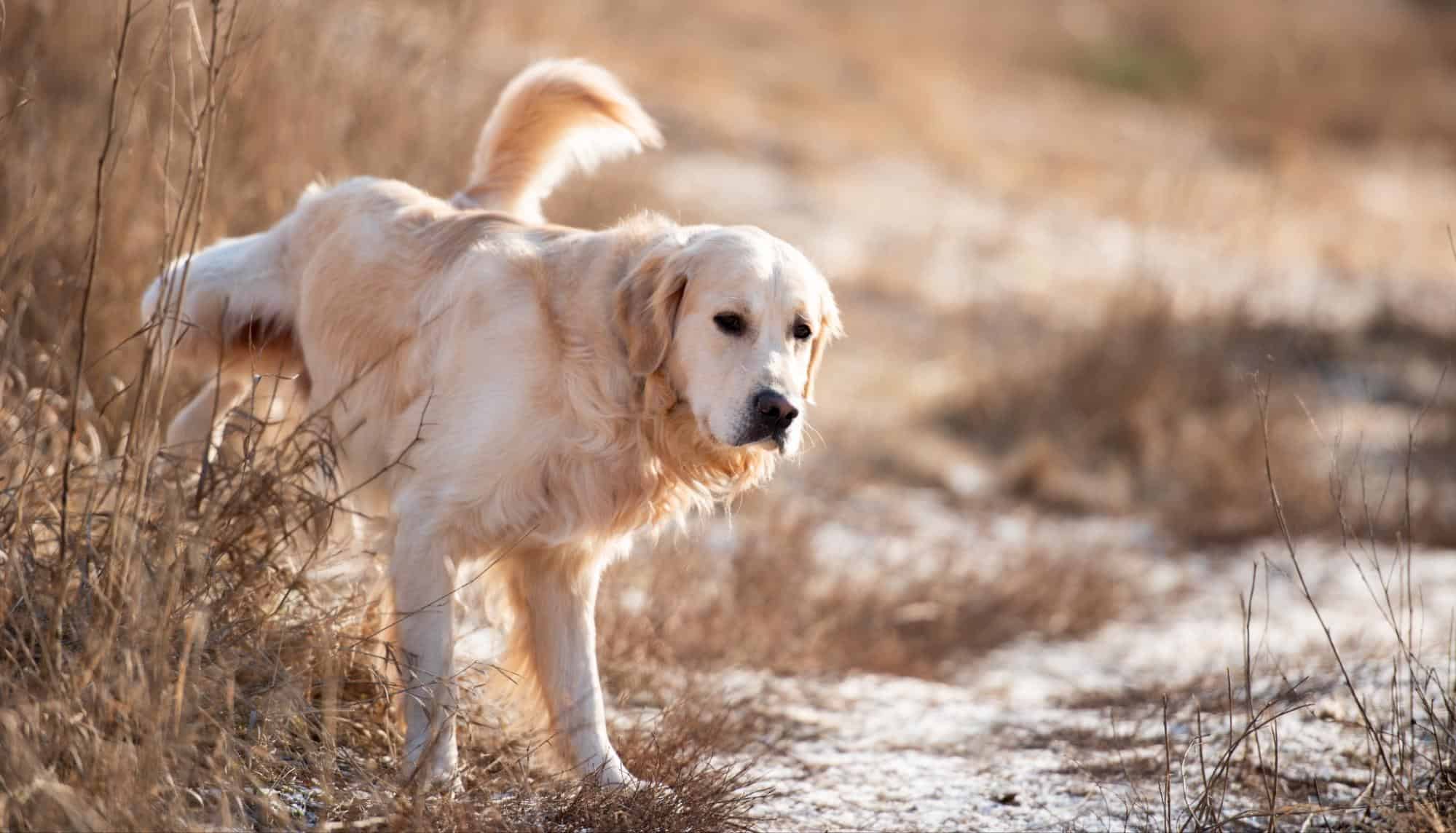 Golden retriever walking in dry grass during sunset, emphasizing pet companionship, outdoor exploration, and dog wellness.