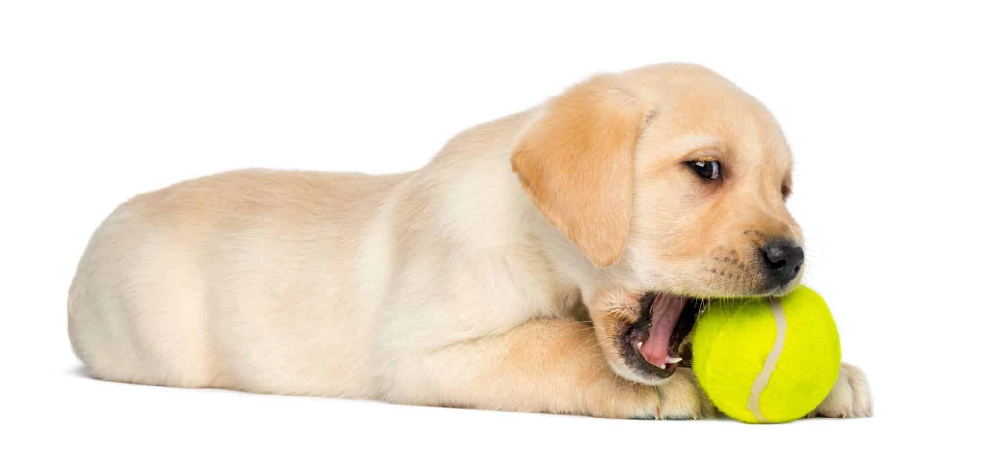 Labrador puppy lying on white background, chewing yellow tennis ball, adorable and playful dog image.