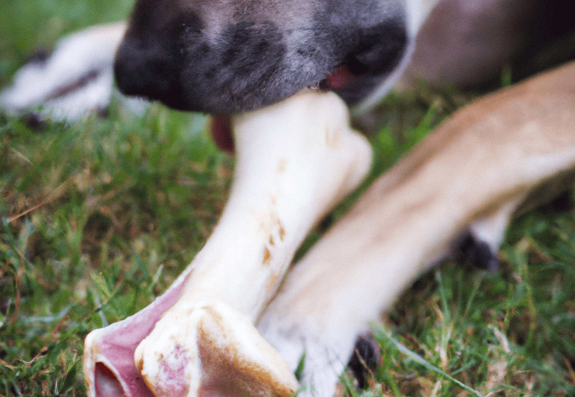 Close-up of a dog chewing a bone outdoors in green grass.