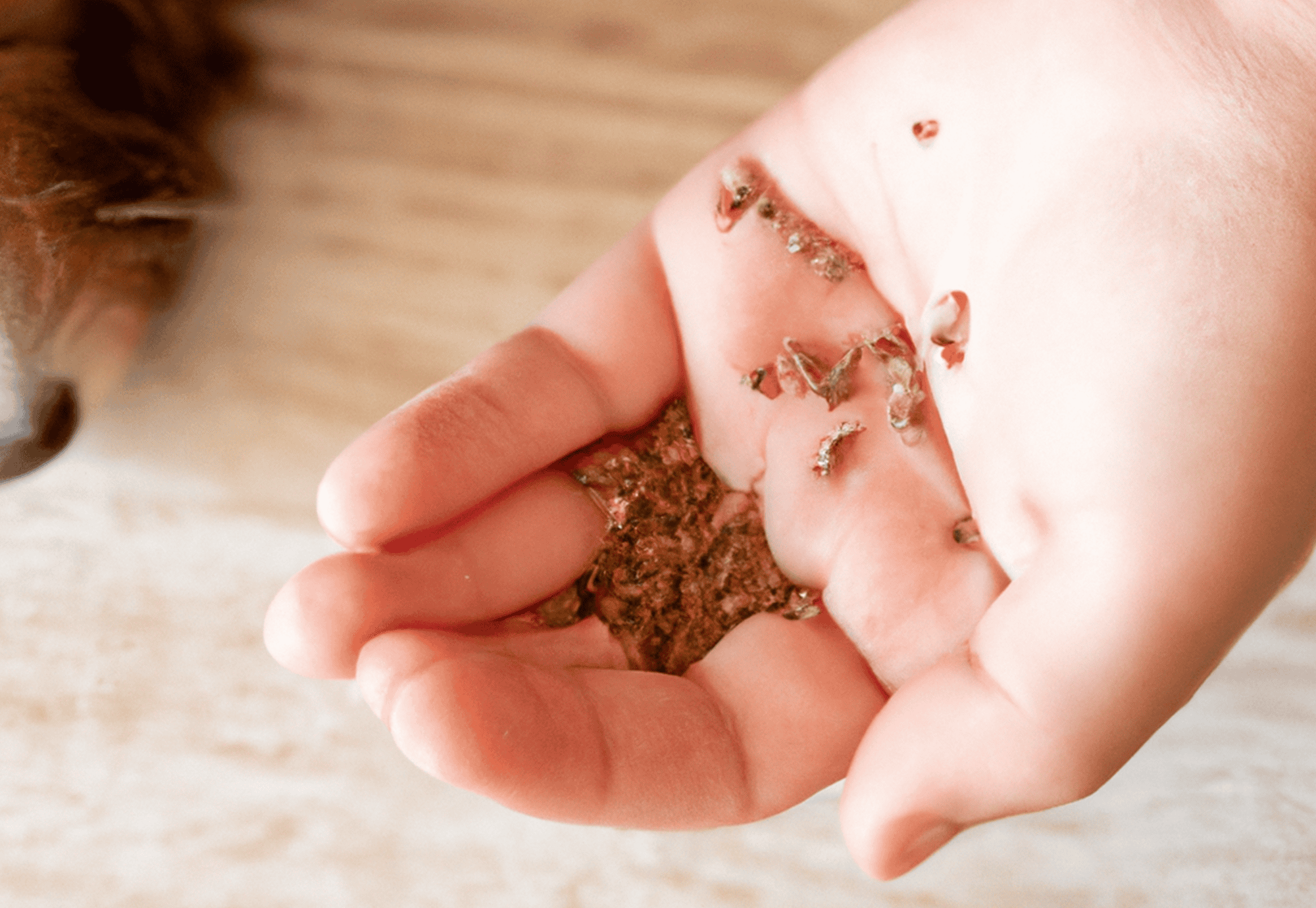 Close-up of a person’s hand giving a treat to a dog for training or rewards.