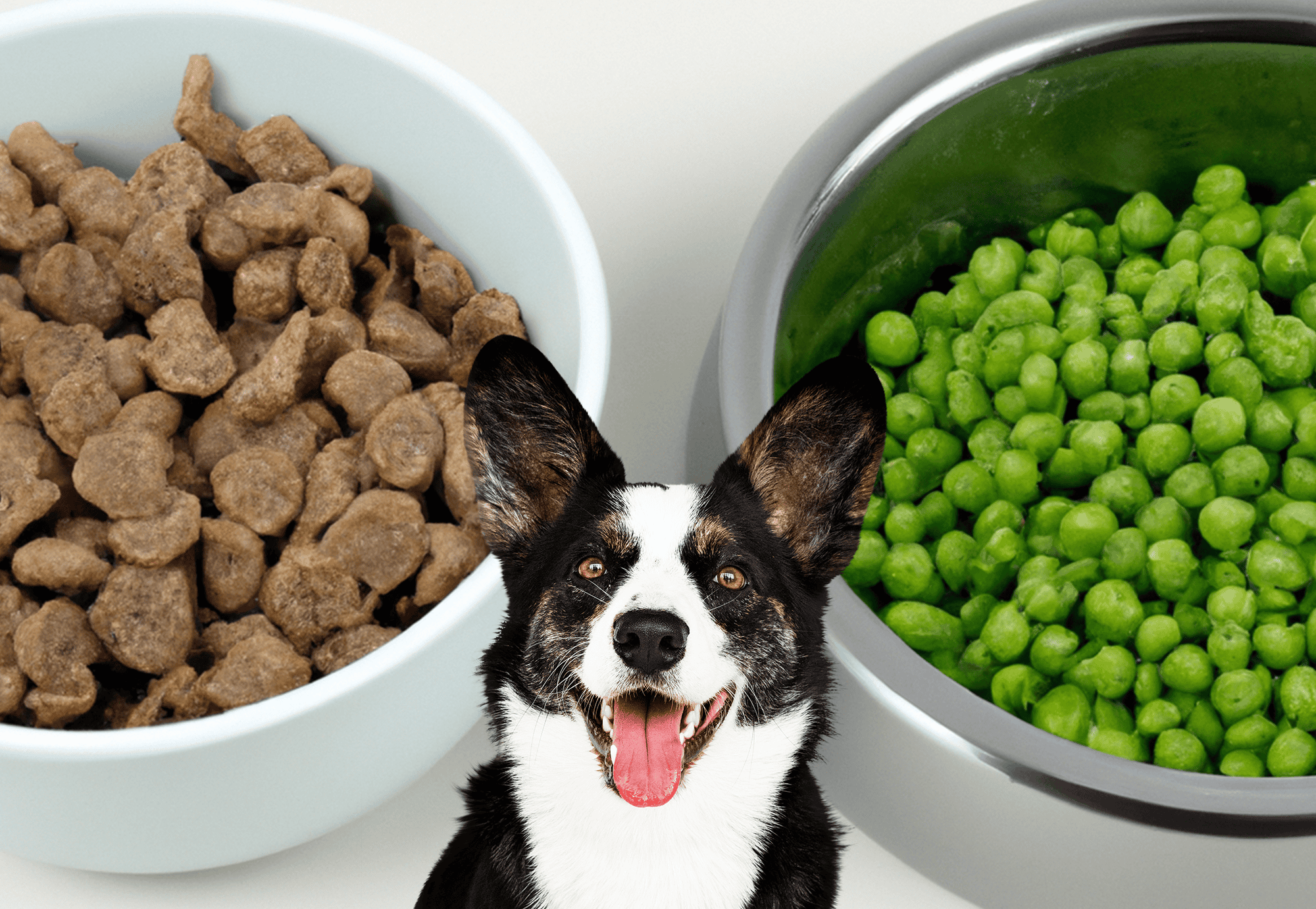 Dog fix nutritious dog food for health and wellness.