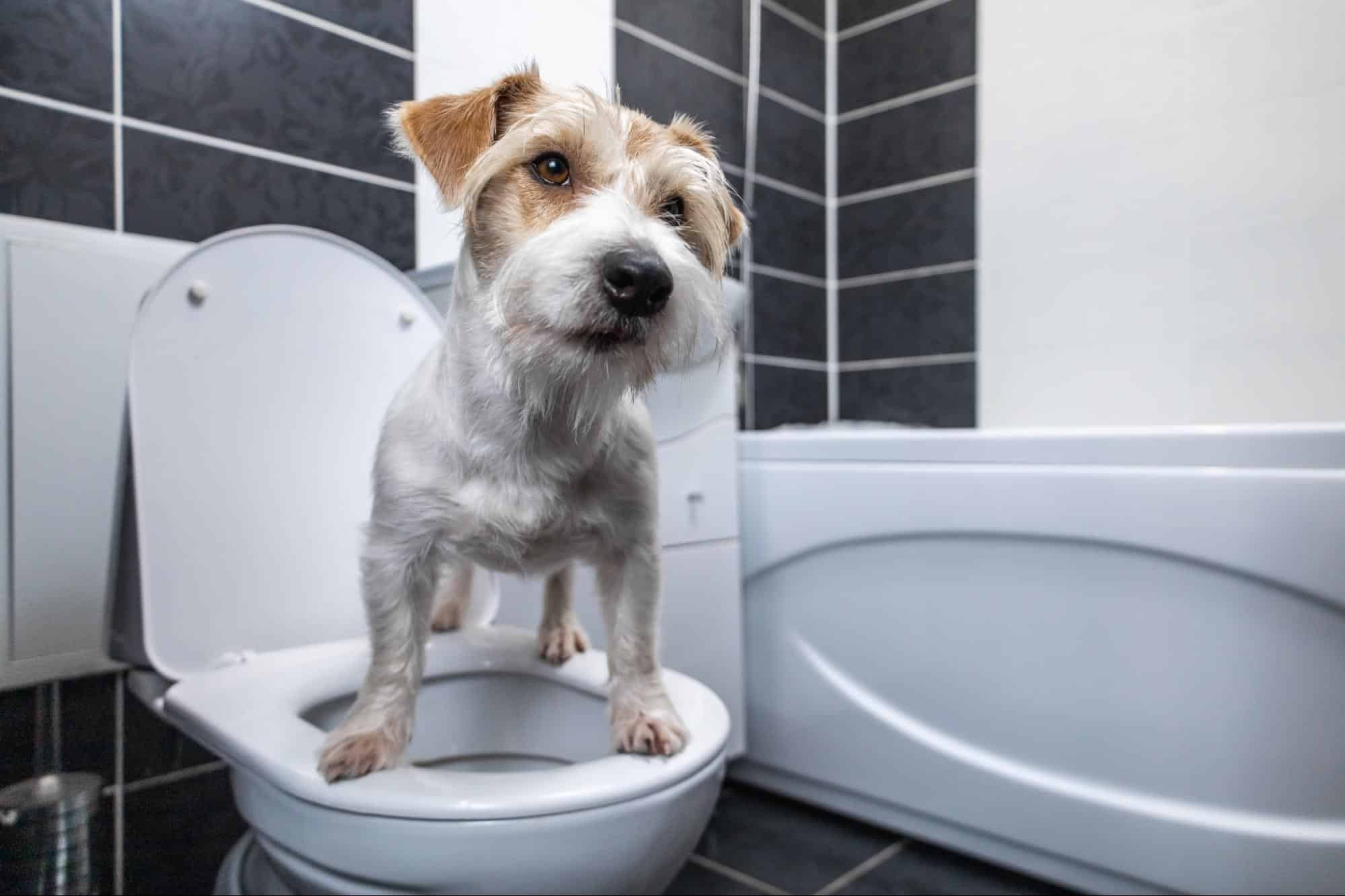 Adorable dog standing on toilet seat in bathroom.