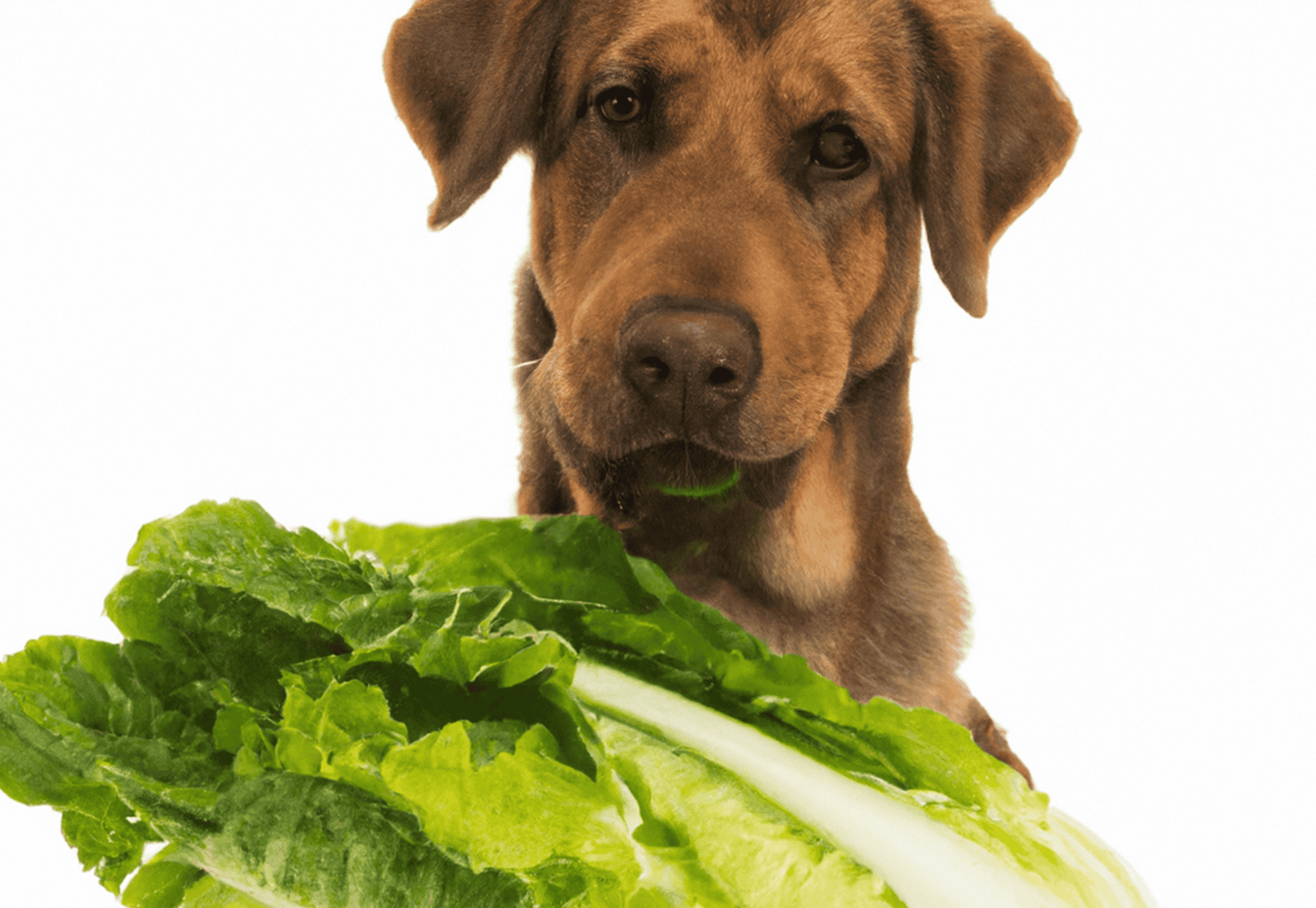 Is There a Romaine Lettuce Serving Size Guide for Dogs