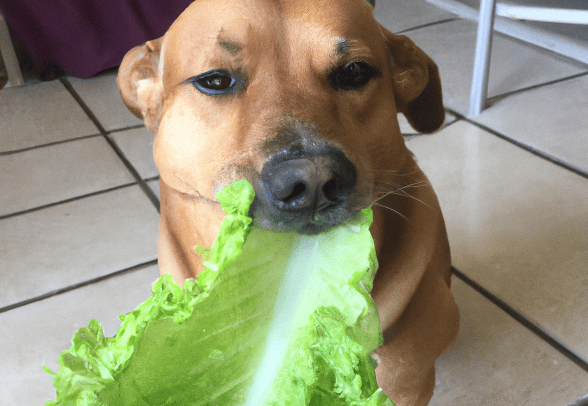 Is it Really Cool for Dogs to Munch on Romaine