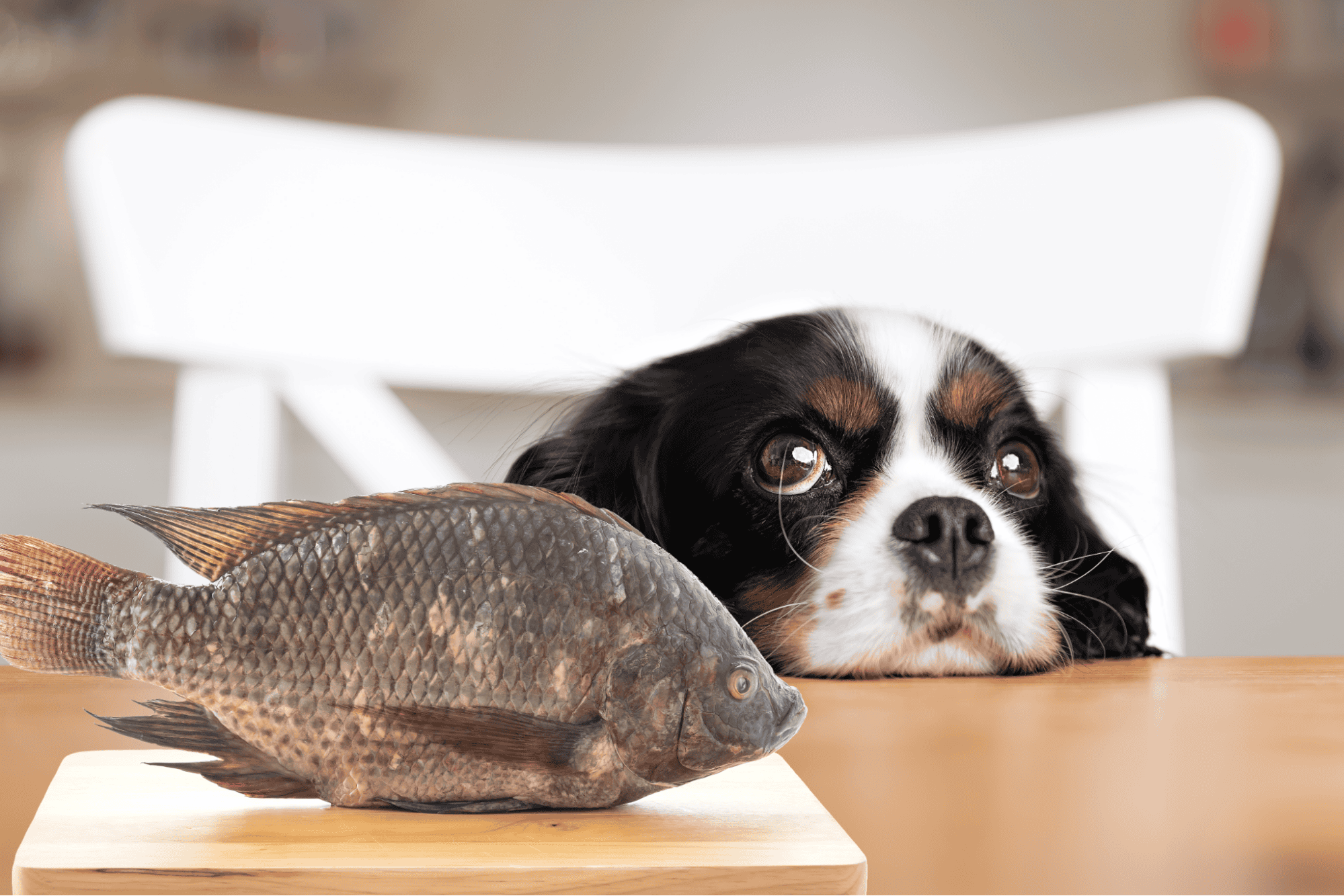 Dog with fish on table, pet-friendly food safety for dogs, healthy pet diet tips.