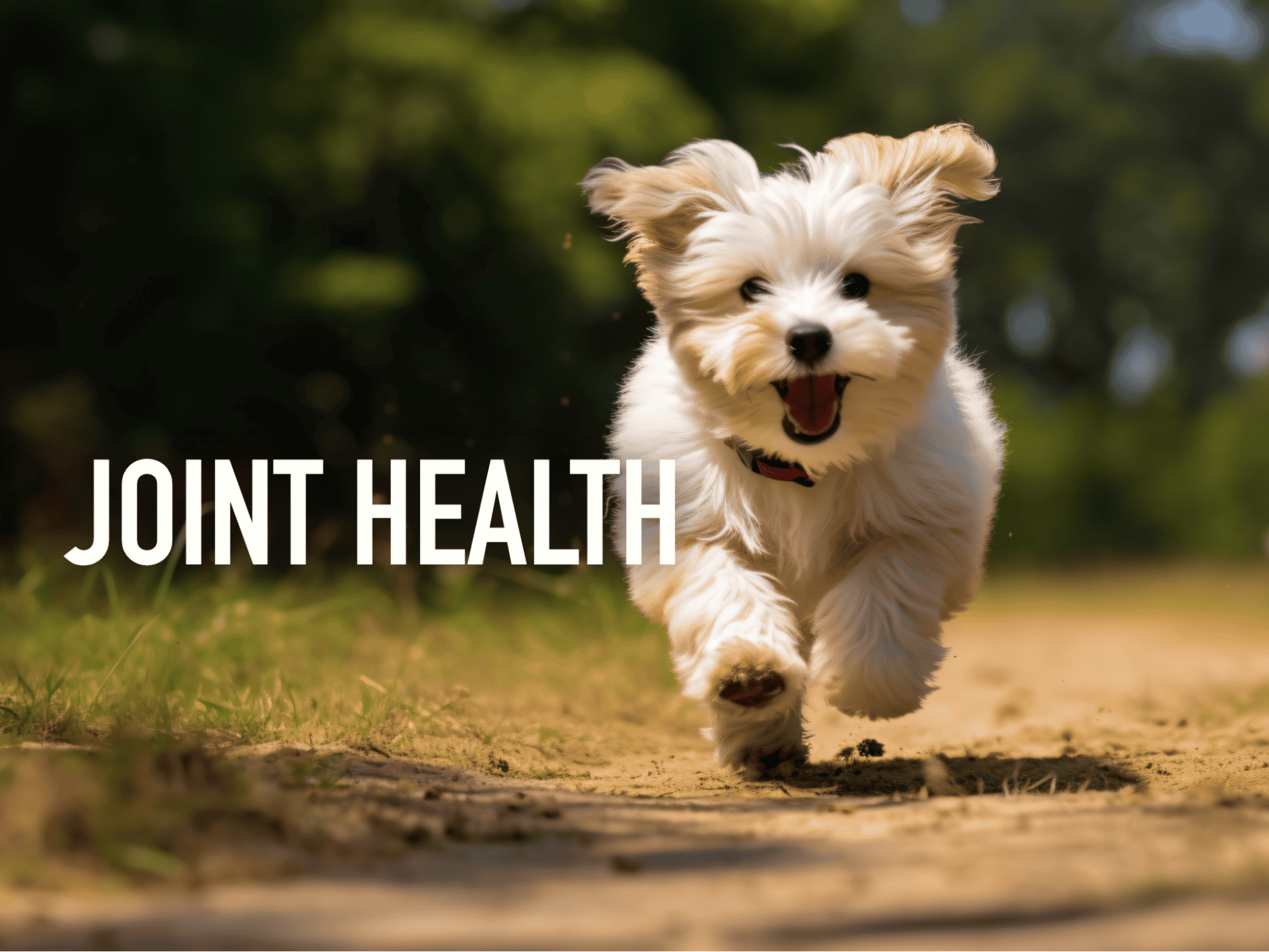 Playful puppy jogging on a trail supporting joint health and mobility.