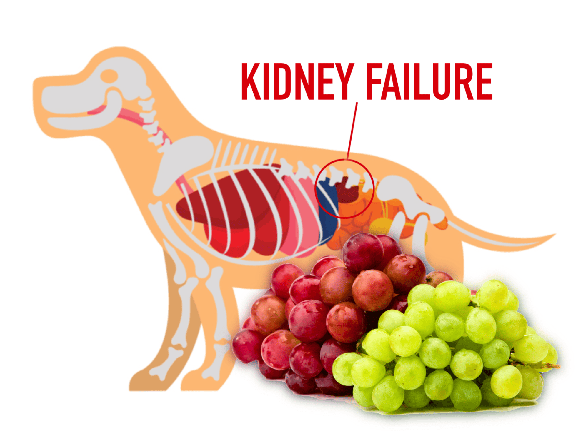 Dog kidney failure illustration with grapes.