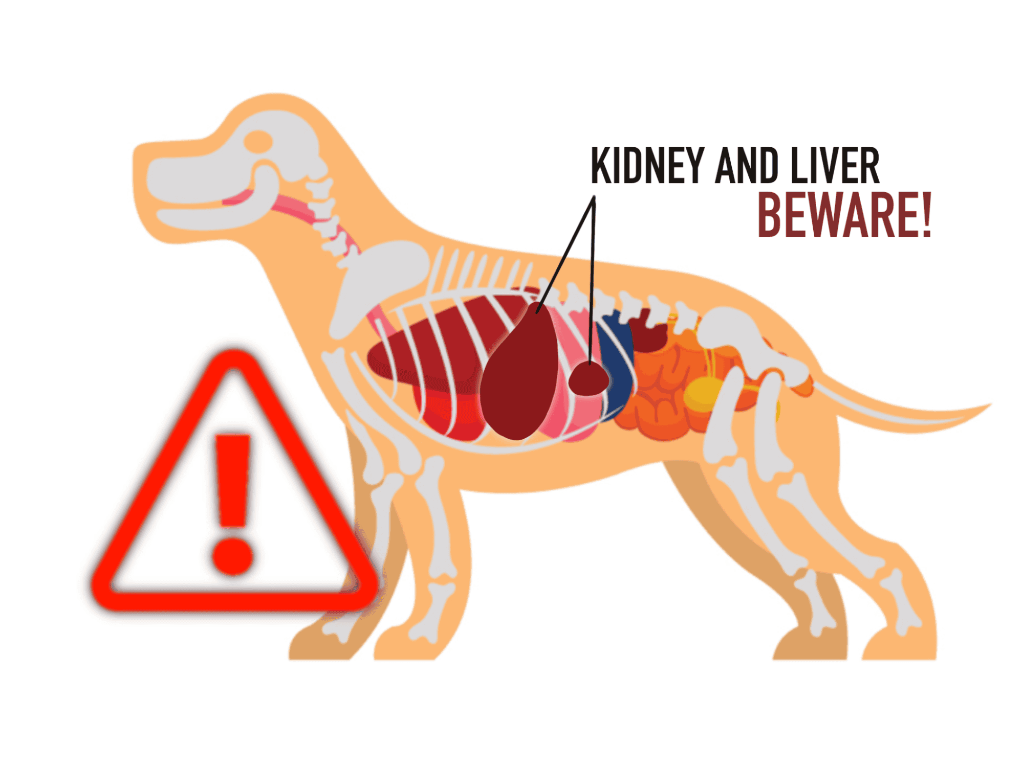 Kidney and Liver Issues