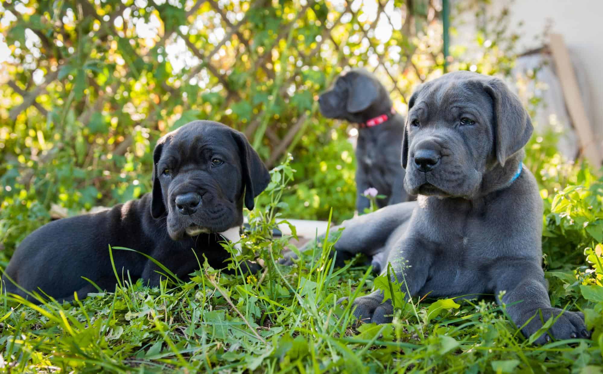 Adorable black and gray puppy dogs lying on green grass outdoors.