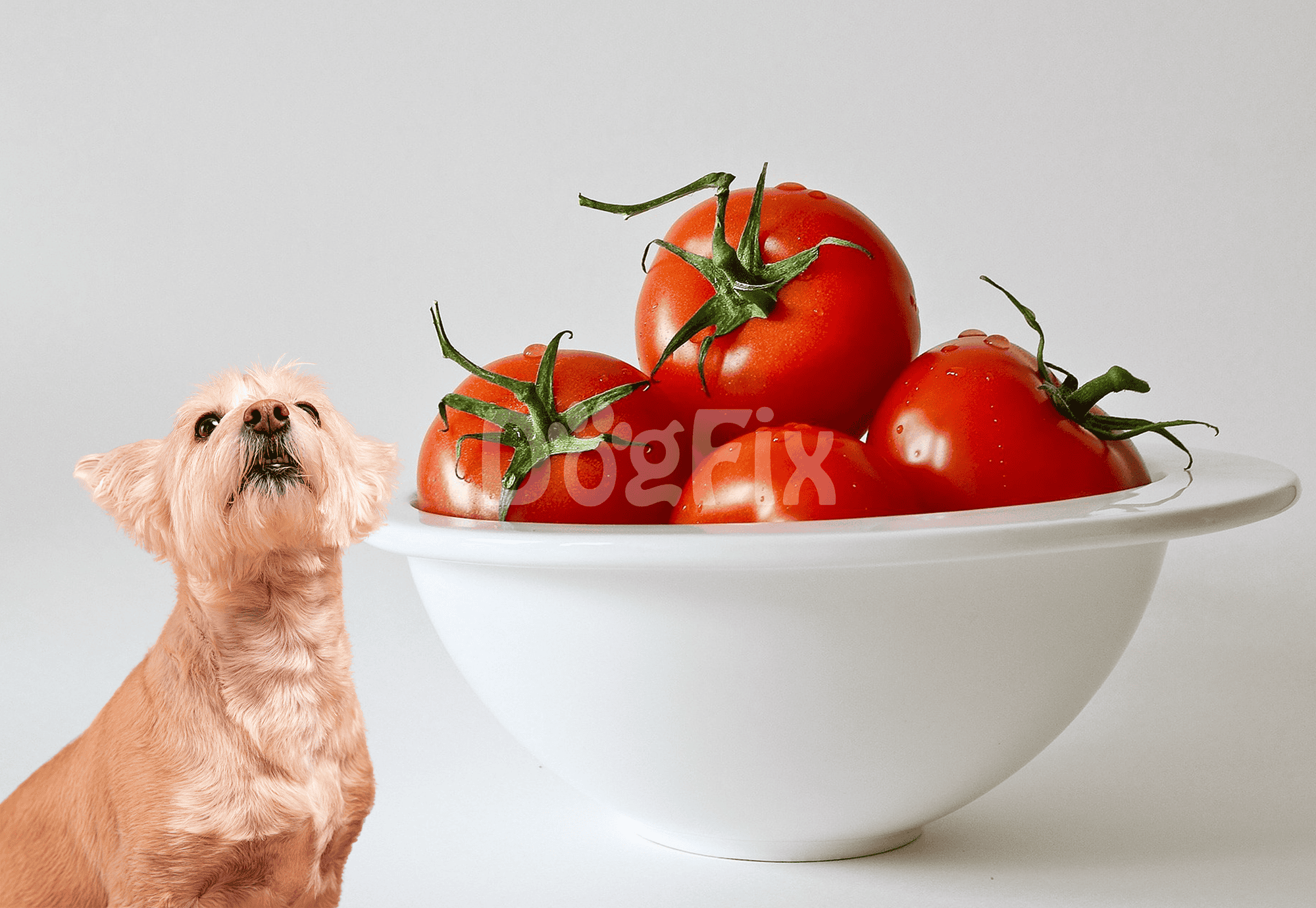 Close-up of ripe red tomatoes in a white bowl with small dog looking up nearby.