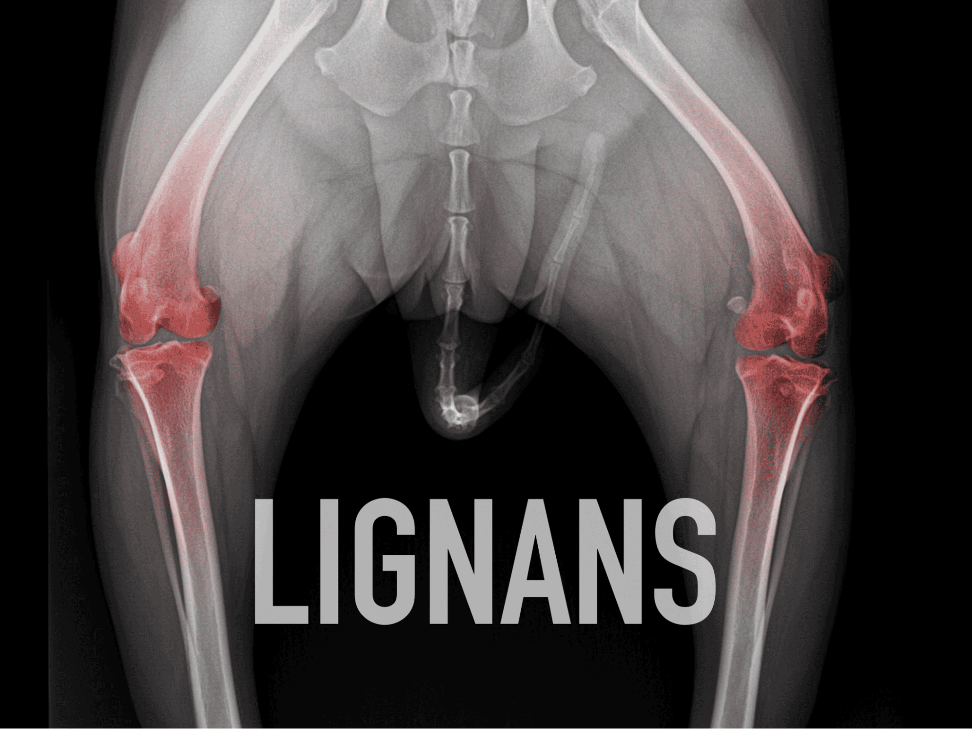 Is Flaxseed Oil a Good Fit for My Furry Friend