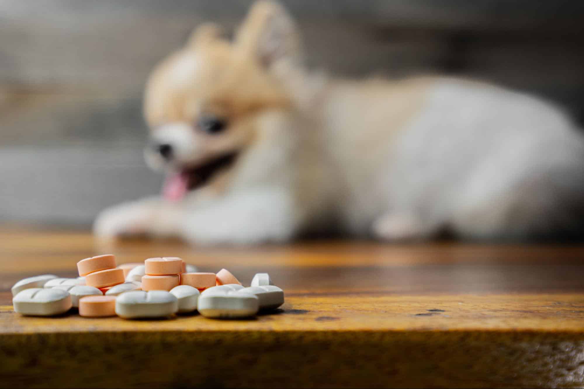 Adorable puppy excitedly reaching for pills on a rustic wooden table.