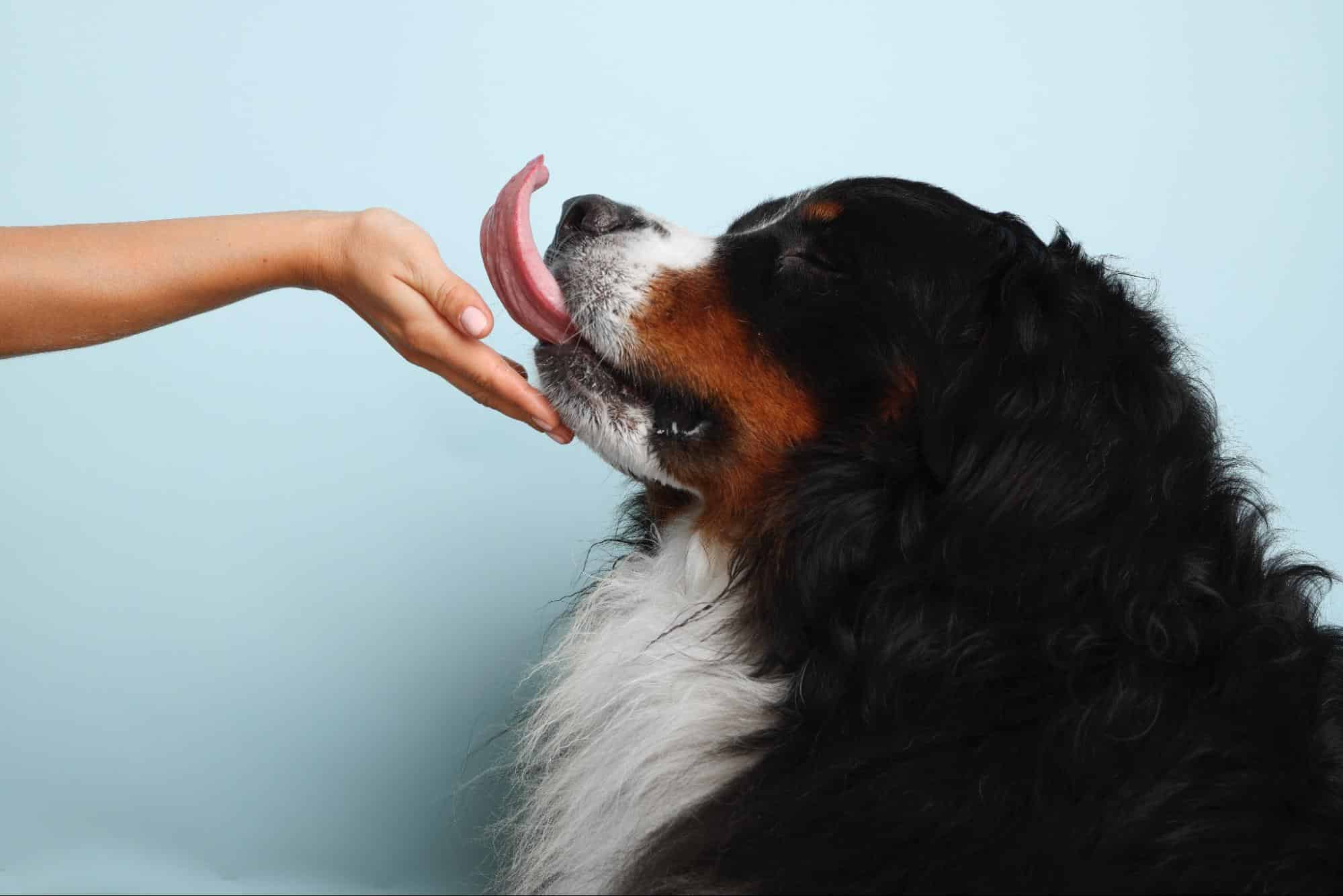 Gentle grooming session with Bernese Mountain Dog, ensuring comfort and care for your beloved pet.
