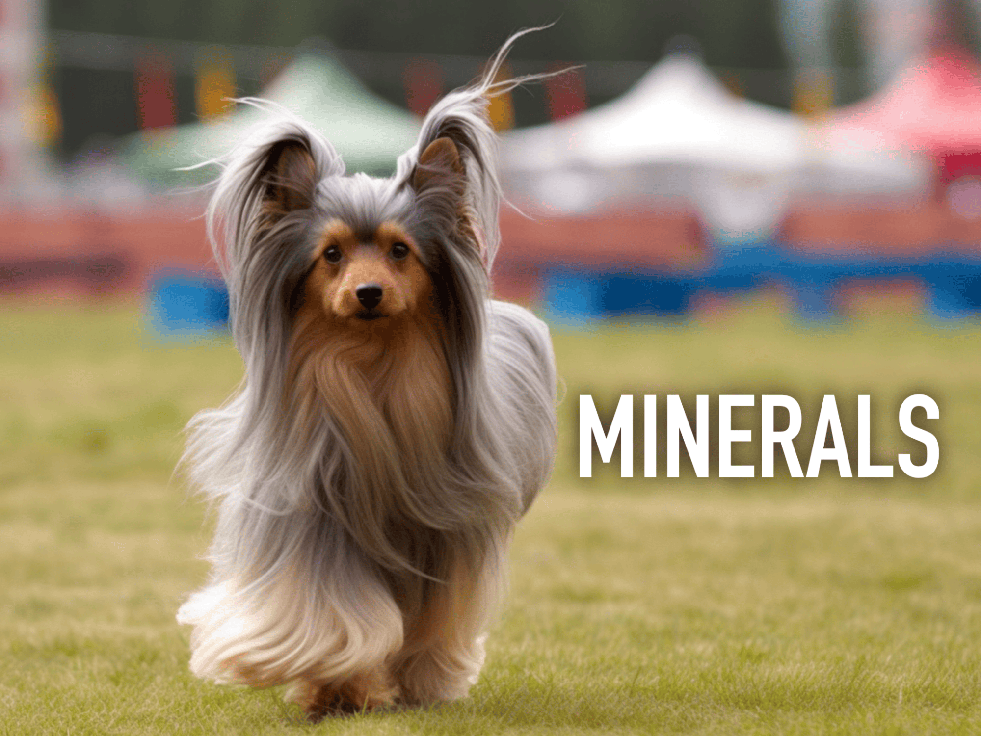 Dogs minerals health supplement, essential mineral nutrients for furry friends.