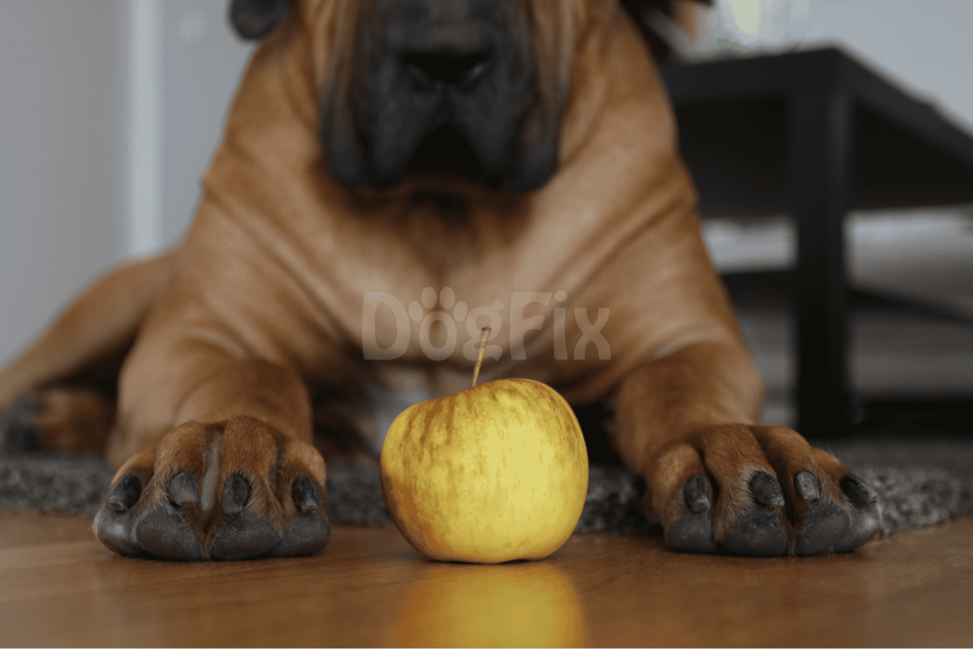 Dog lying on floor with apple, highlighting pet care and nutrition.