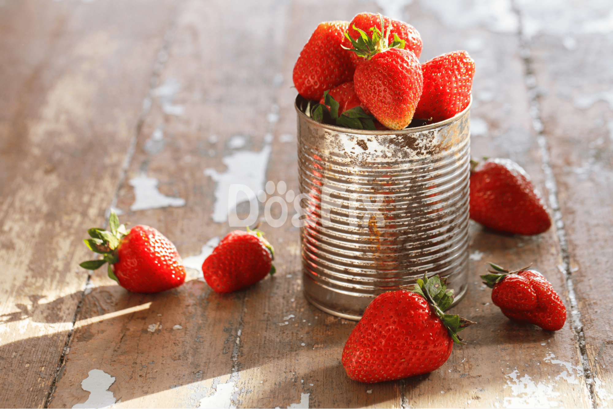 Juicy strawberries in a metal can with some scattered on a weathered wooden table.