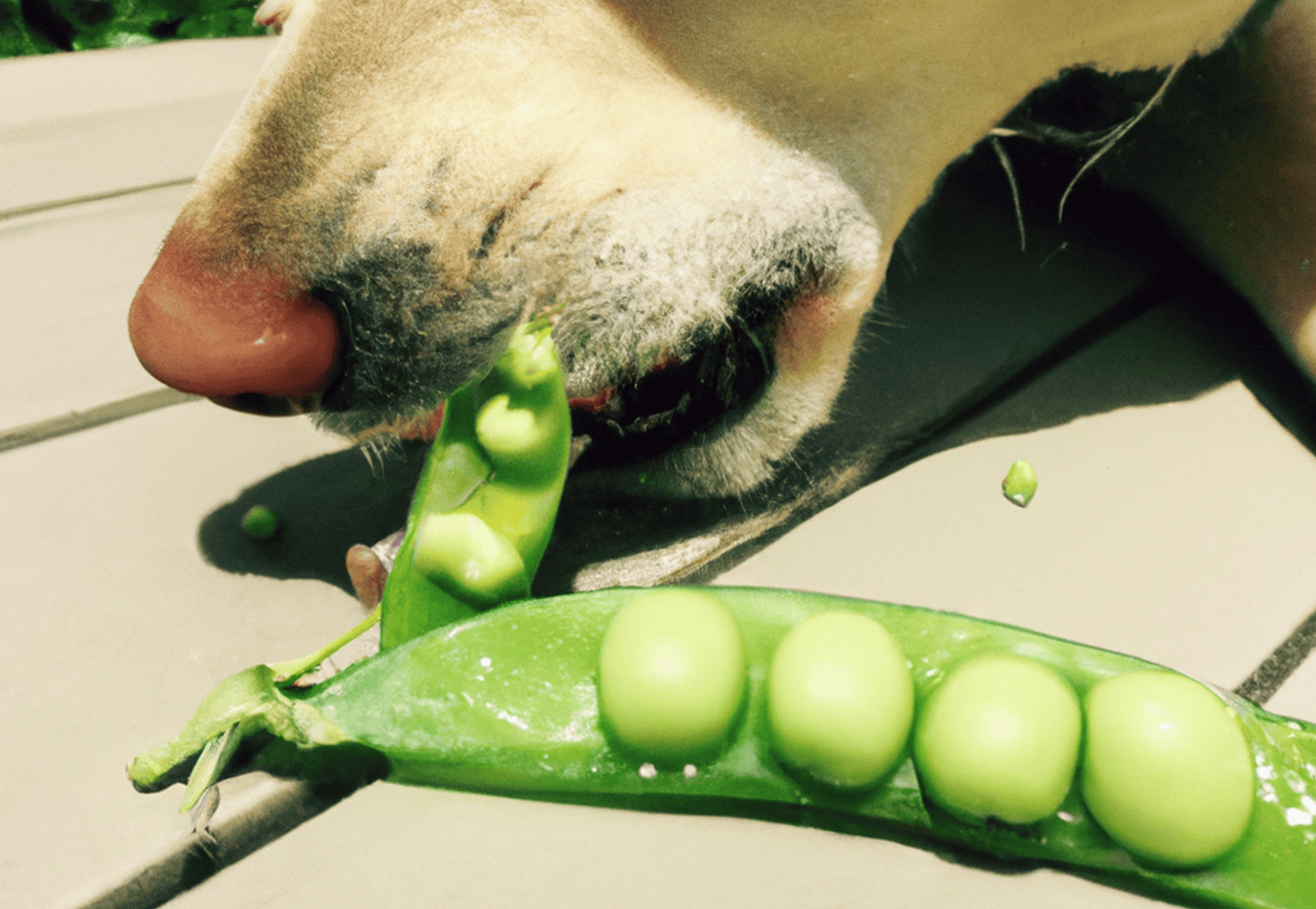 Close-up of a dog's nose and mouth enjoying fresh green peas, emphasizing nutritious dog snacks.