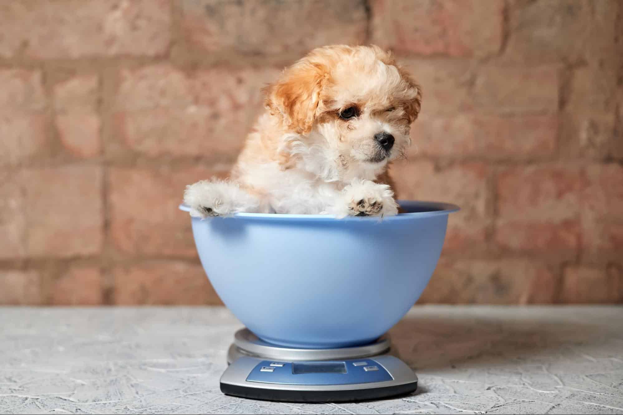 Cute puppy sitting in a blue bowl placed on a digital pet scale for accurate weight measurement.