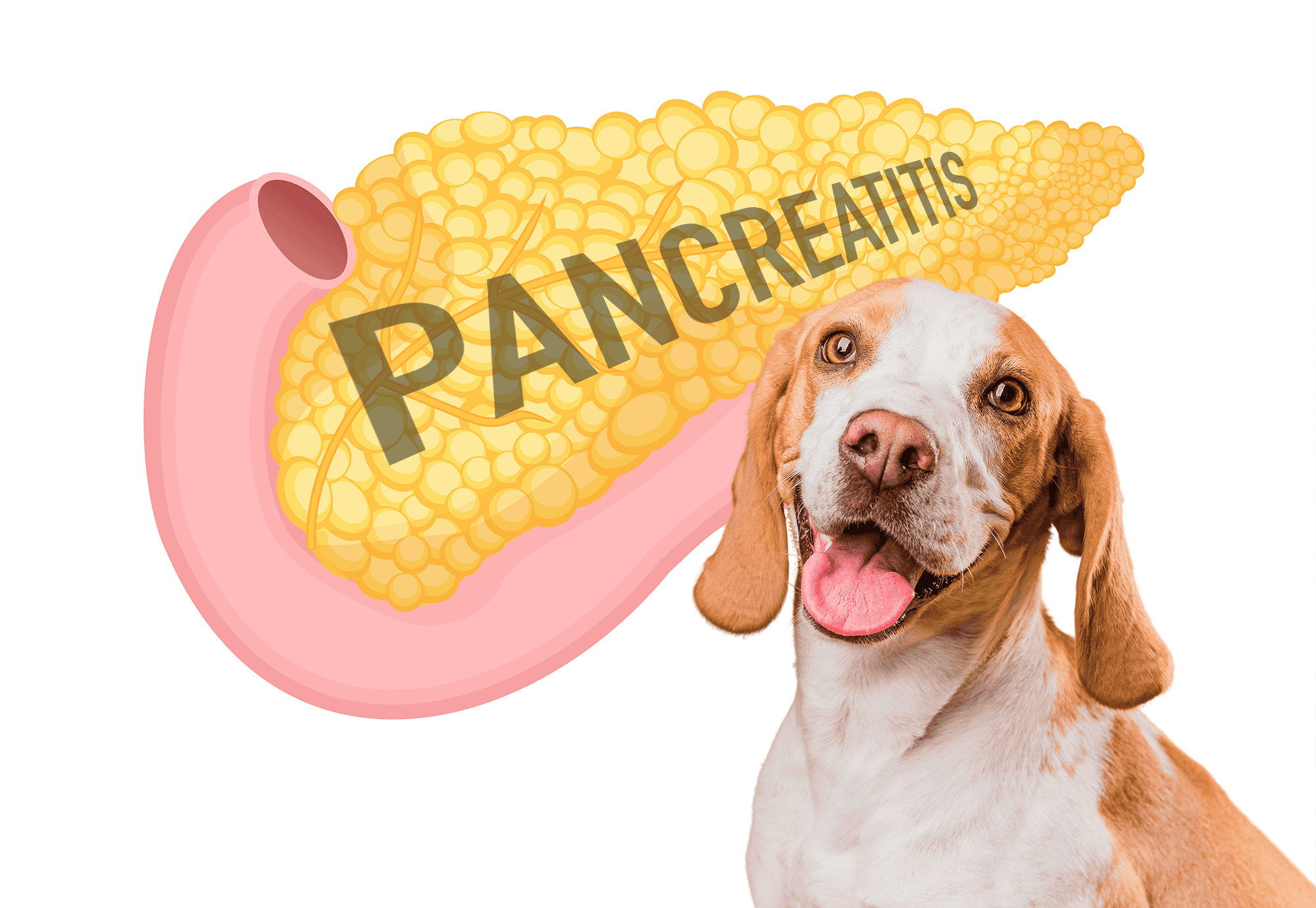 Dog health and pancreatitis risk associated with high-fat diets and obesity. Proper care can prevent serious health issues in dogs.