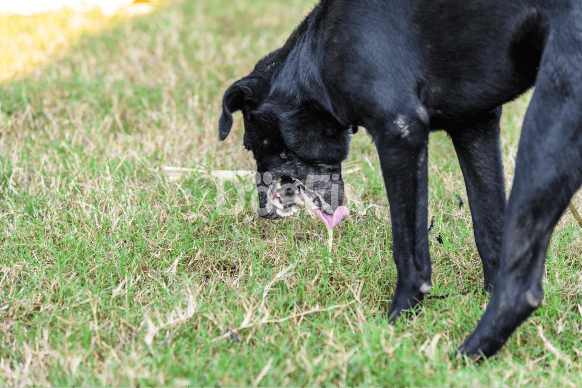 Cute black dog playing and sniffing grass outdoors in a lush green field for pet companionship.