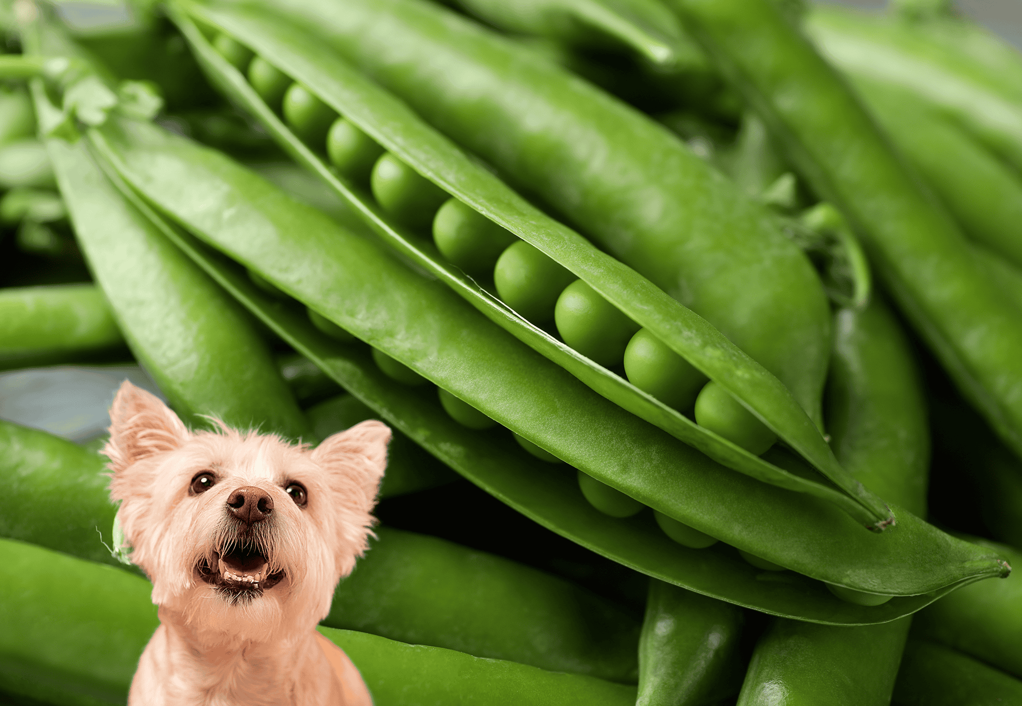 Delicious green peas in pods, perfect for healthy dog treats and nutritious meals.