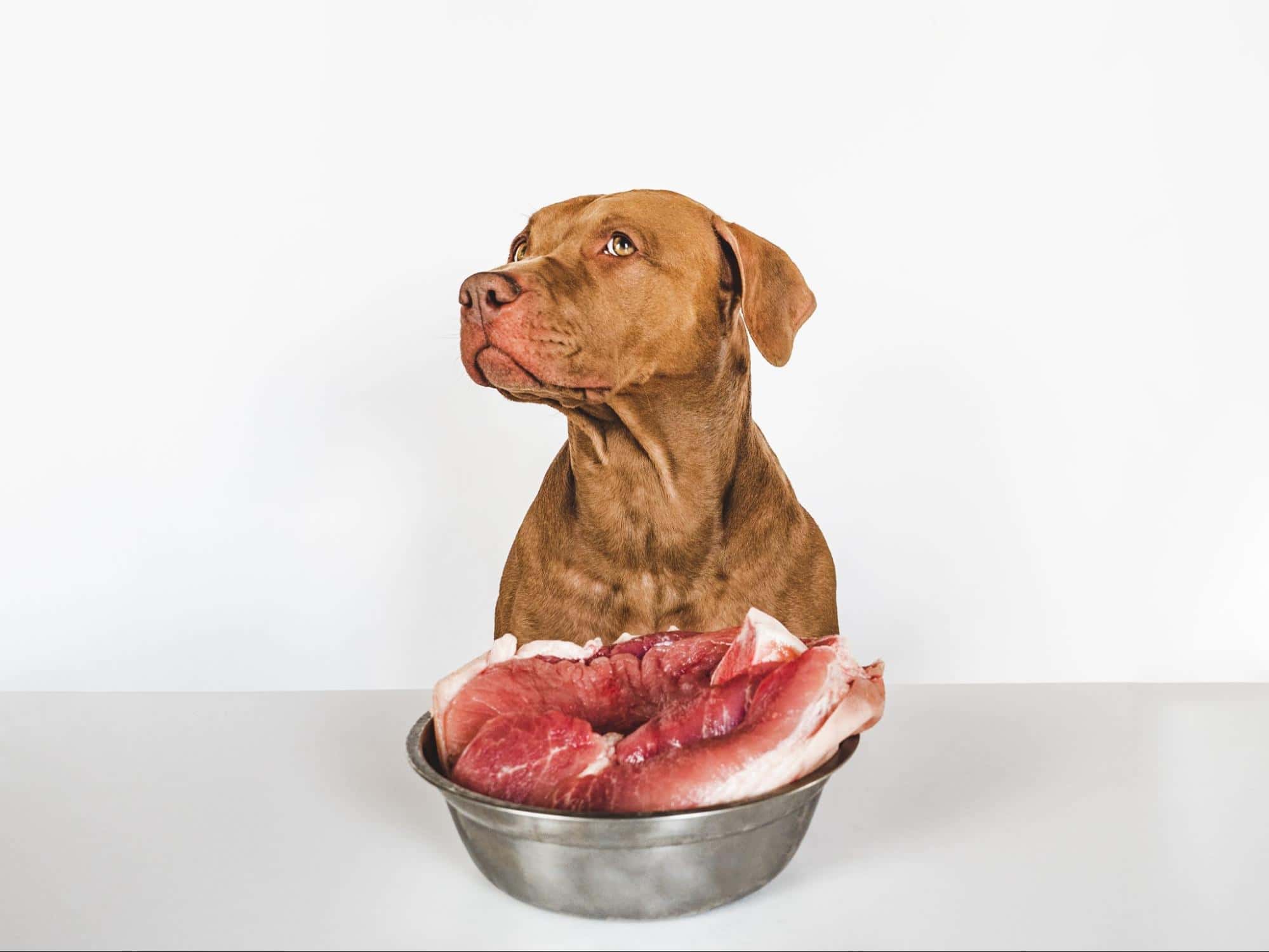 Dog looking away, next to raw beef on table.