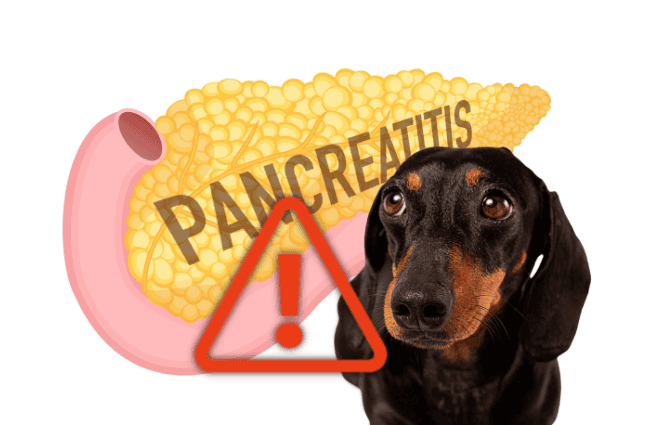 Dog with pancreatitis warning icon, veterinary health alert for dogs.