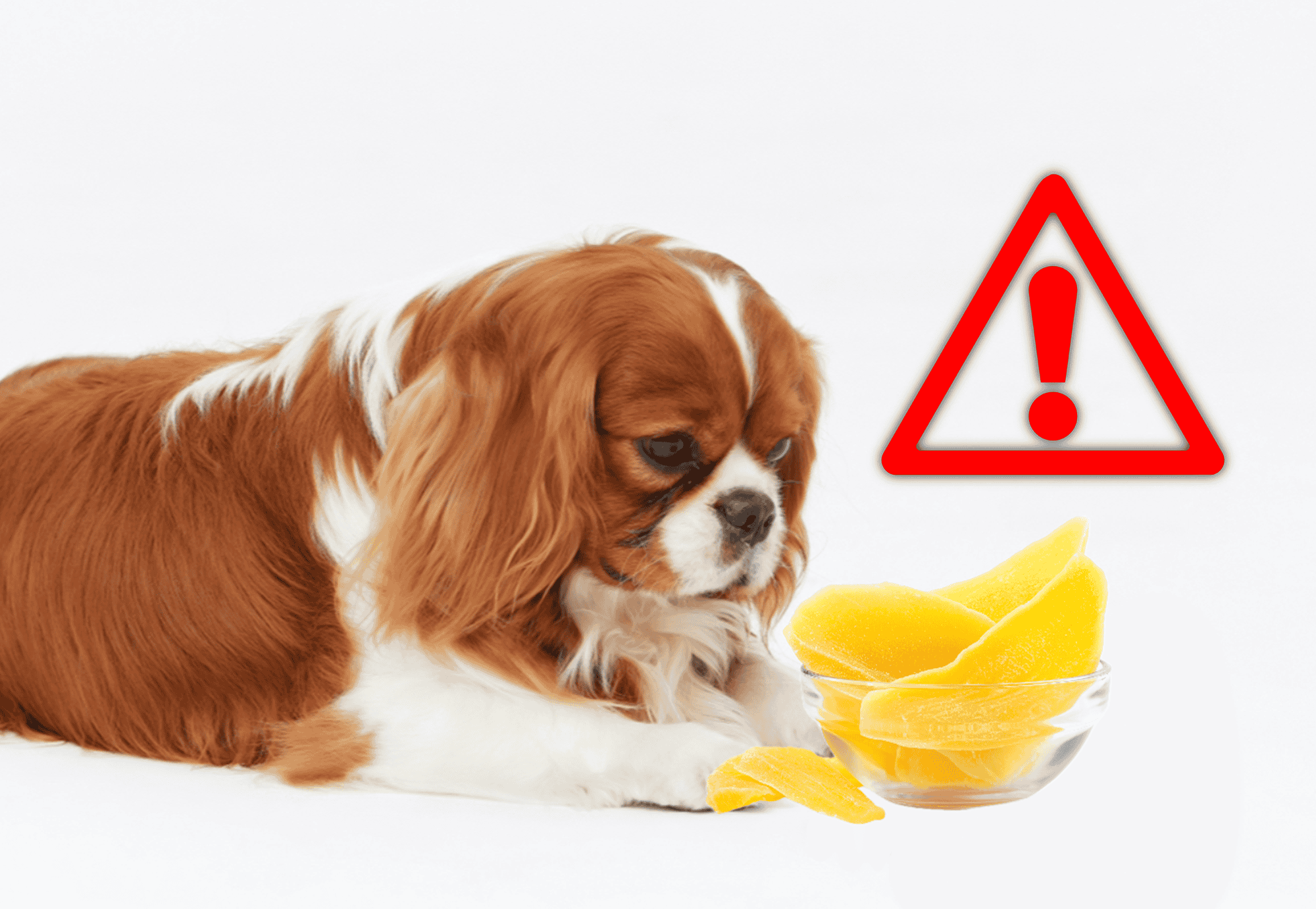 Possible Drawbacks of Dogs Eating Mango