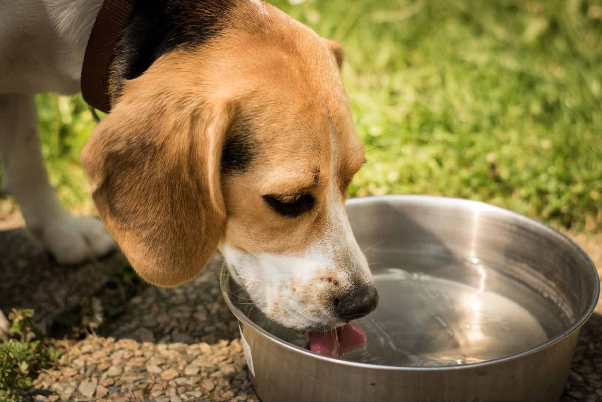 Dog drinking water from a stainless steel bowl outdoors, pet hydration care.