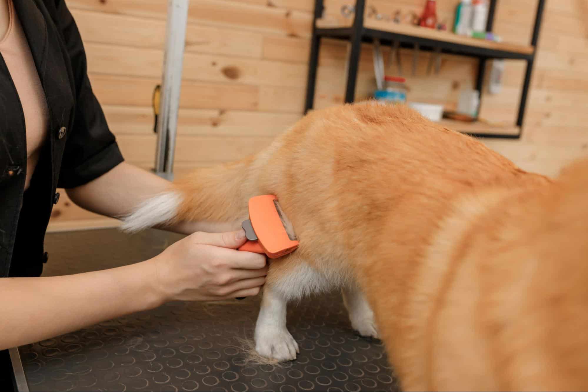 Dog grooming, pet care, dog health, professional grooming services.