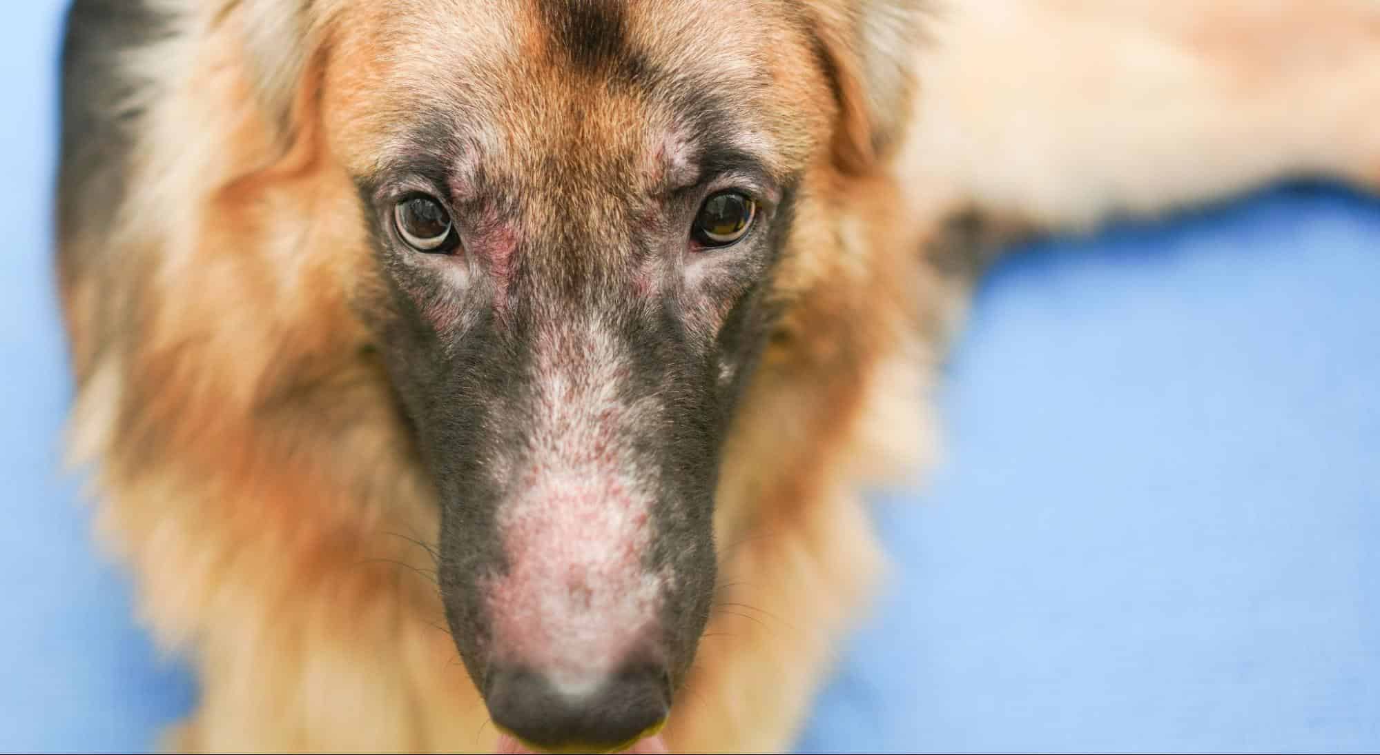 Close-up of a caring dog with a healing scar on its face.