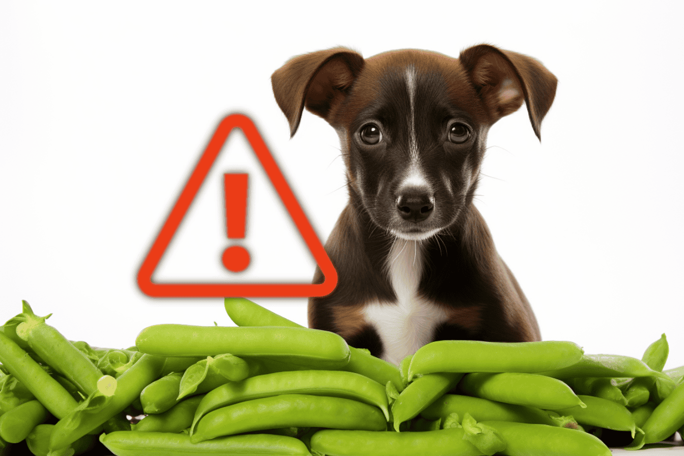 Dog safety warning about toxic foods for dogs, featuring adorable puppy and green beans.