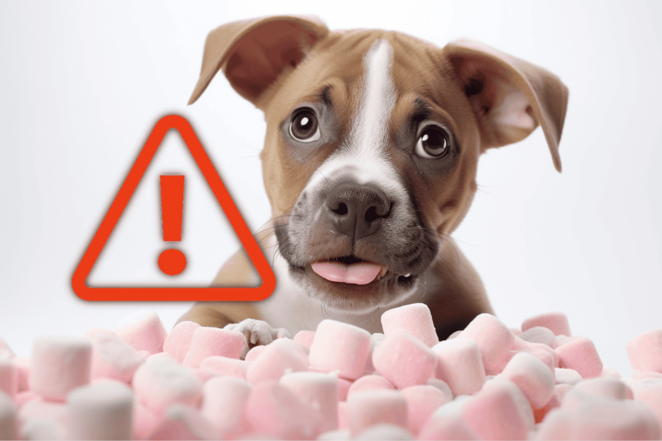 Dog at risk of choking on marshmallows, emphasizing pet safety and responsible pet ownership.