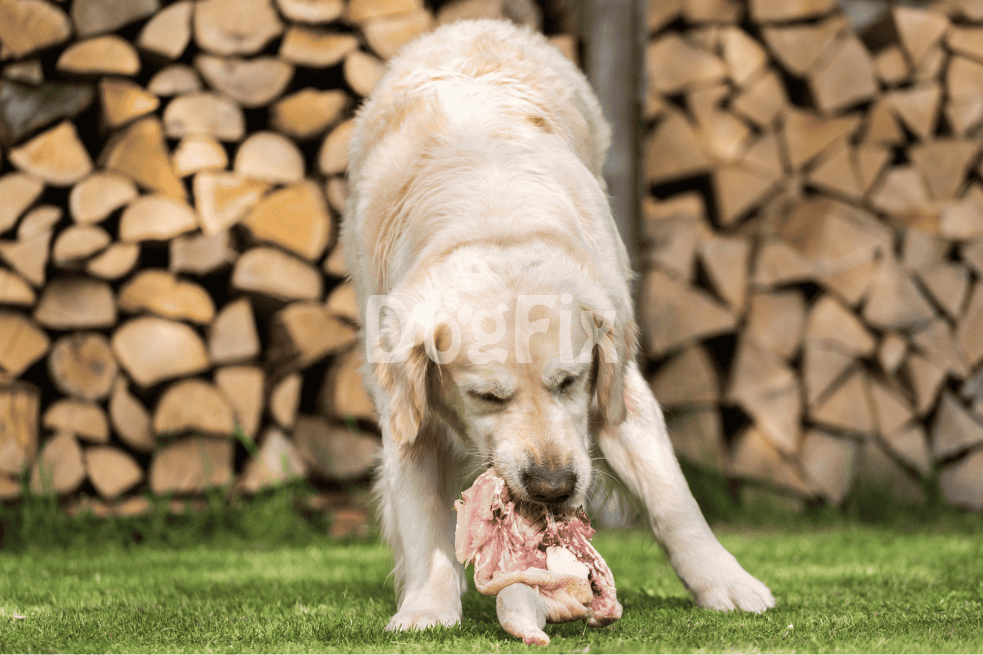 Potential Health Risks for Dogs Eating Raw Chicken