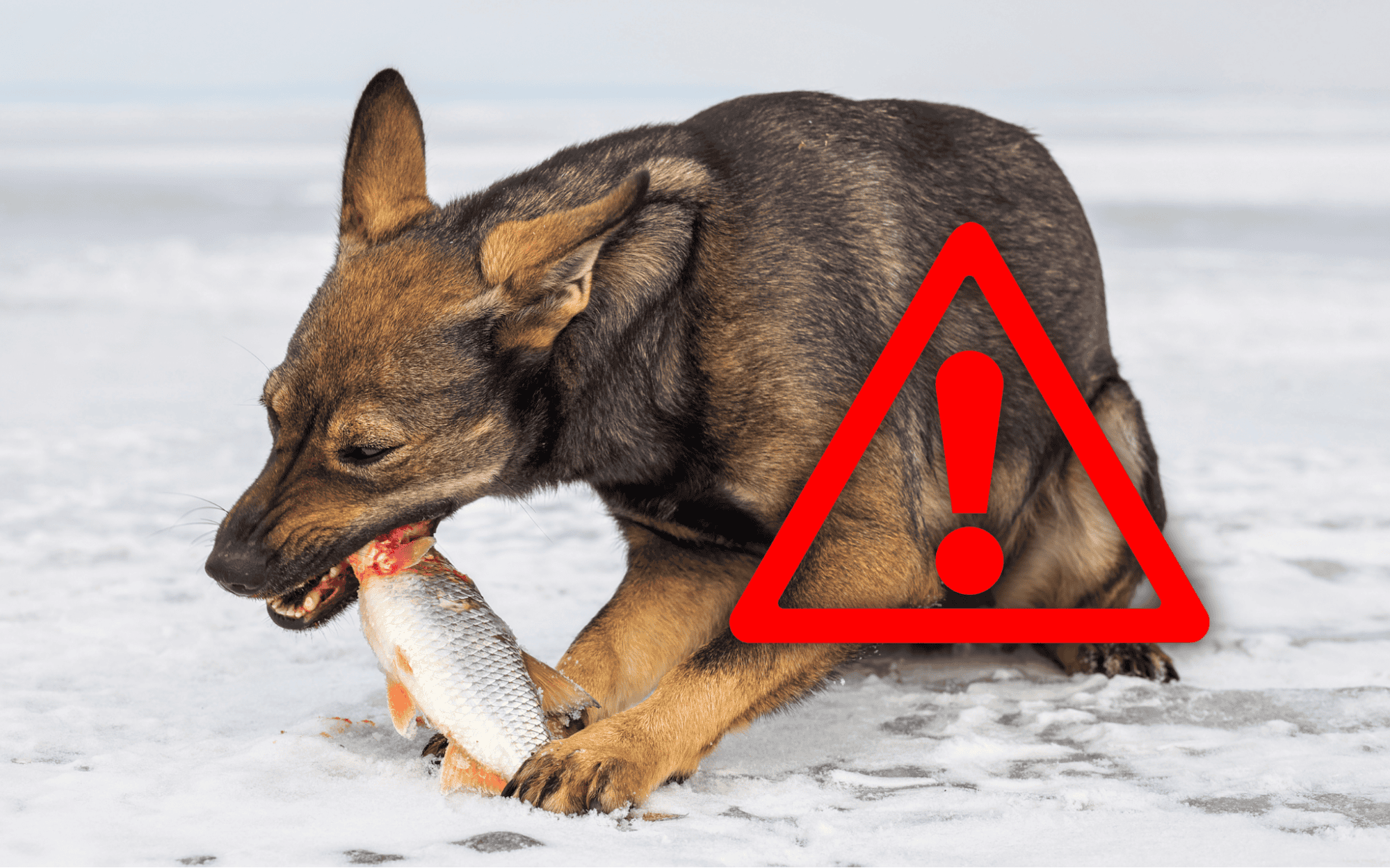 Dog catching fish on icy ground with caution symbol overlay.
