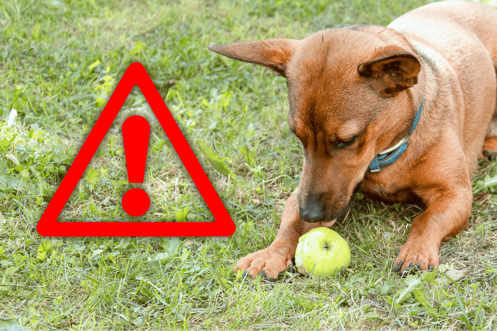 A dog chewing on a green apple with a warning sign overlay, emphasizing hazards of toxic foods for pets.