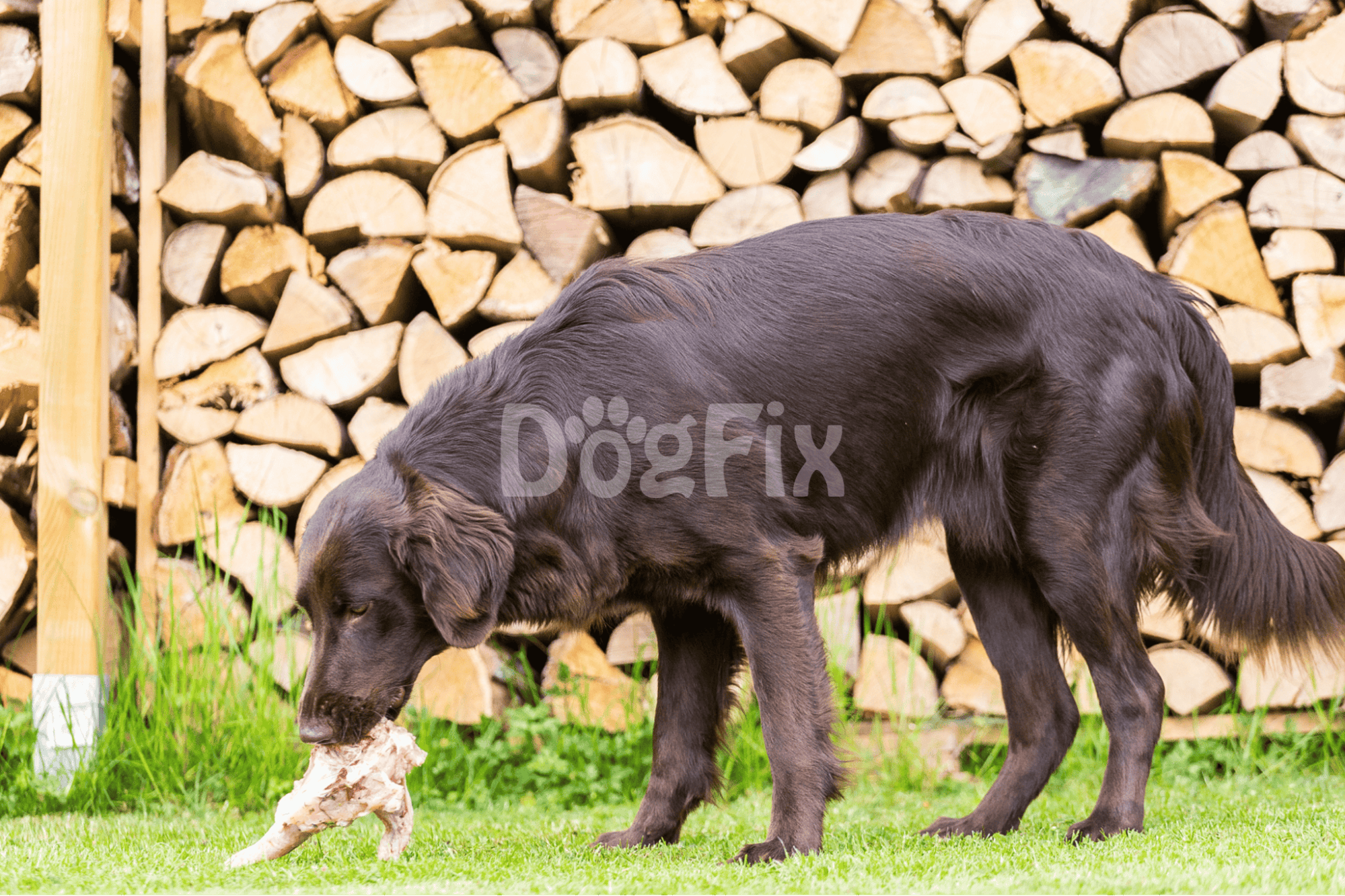 Energetic dog with a stick in front of stacked firewood. Happy, playful, and outdoor-friendly canine image.