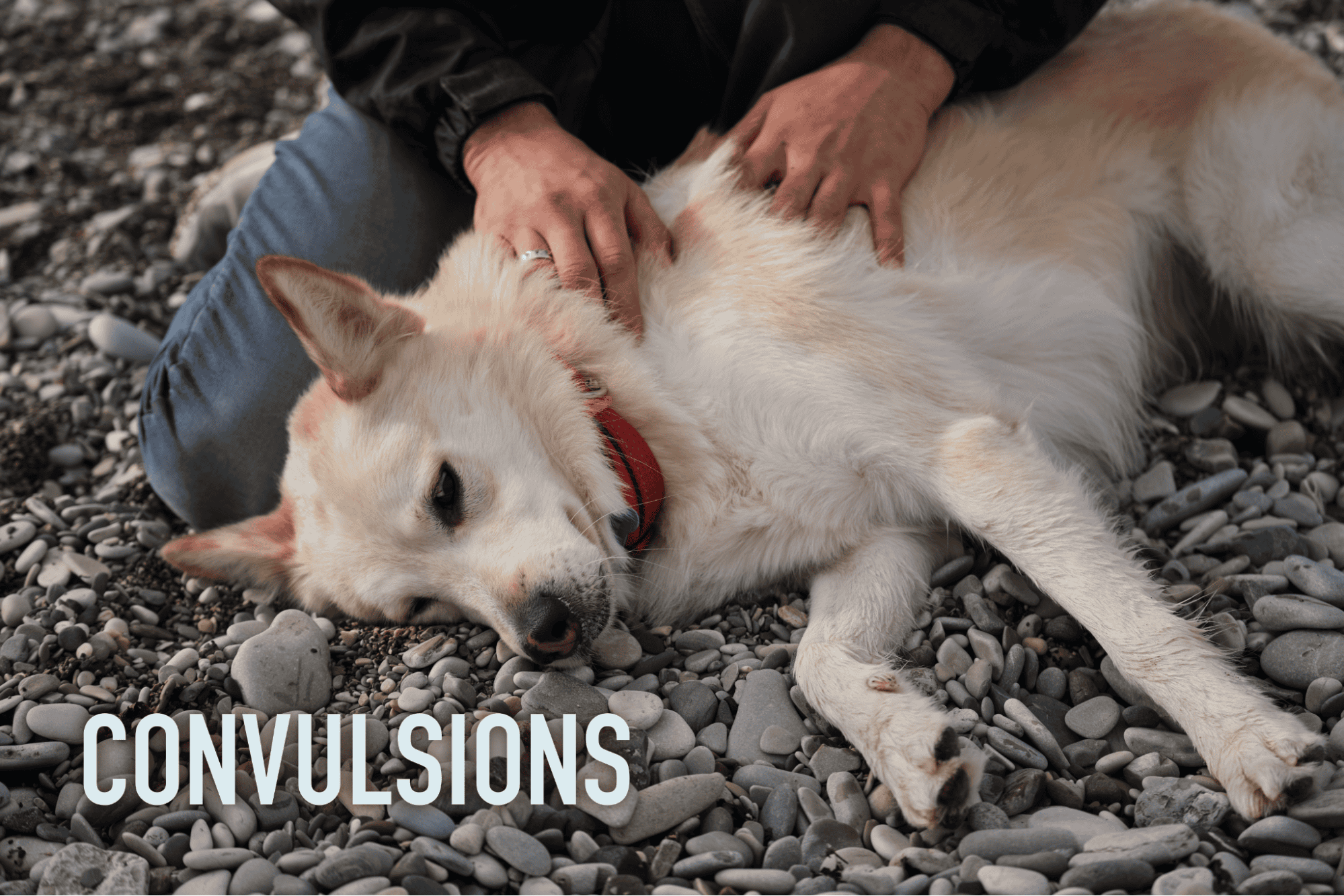 Dog rescue and seizure assistance services for dogs experiencing convulsions.