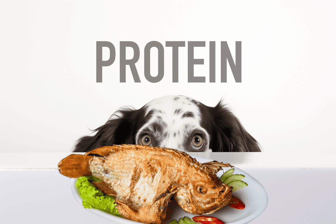 Dog food with protein.