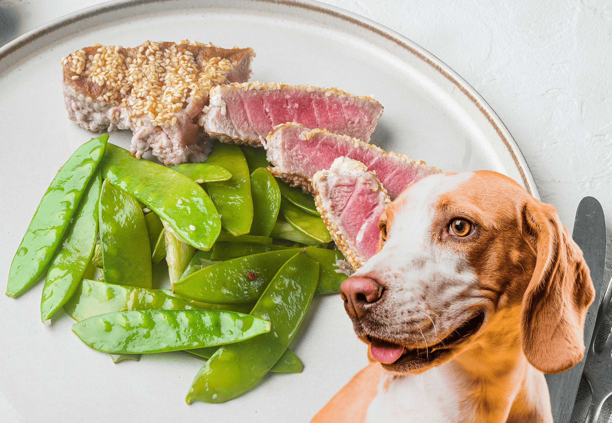 Close-up of a dog ready to eat steak with snow peas on a plate for healthy dog food.