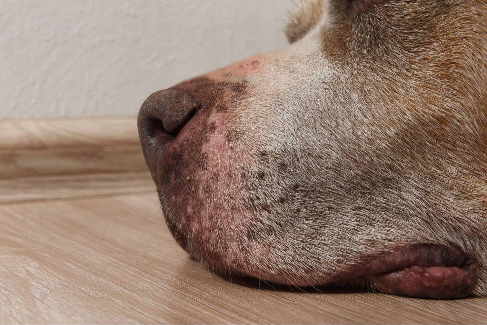 Close-up of a dog's nose with dry, cracked skin and signs of irritation.