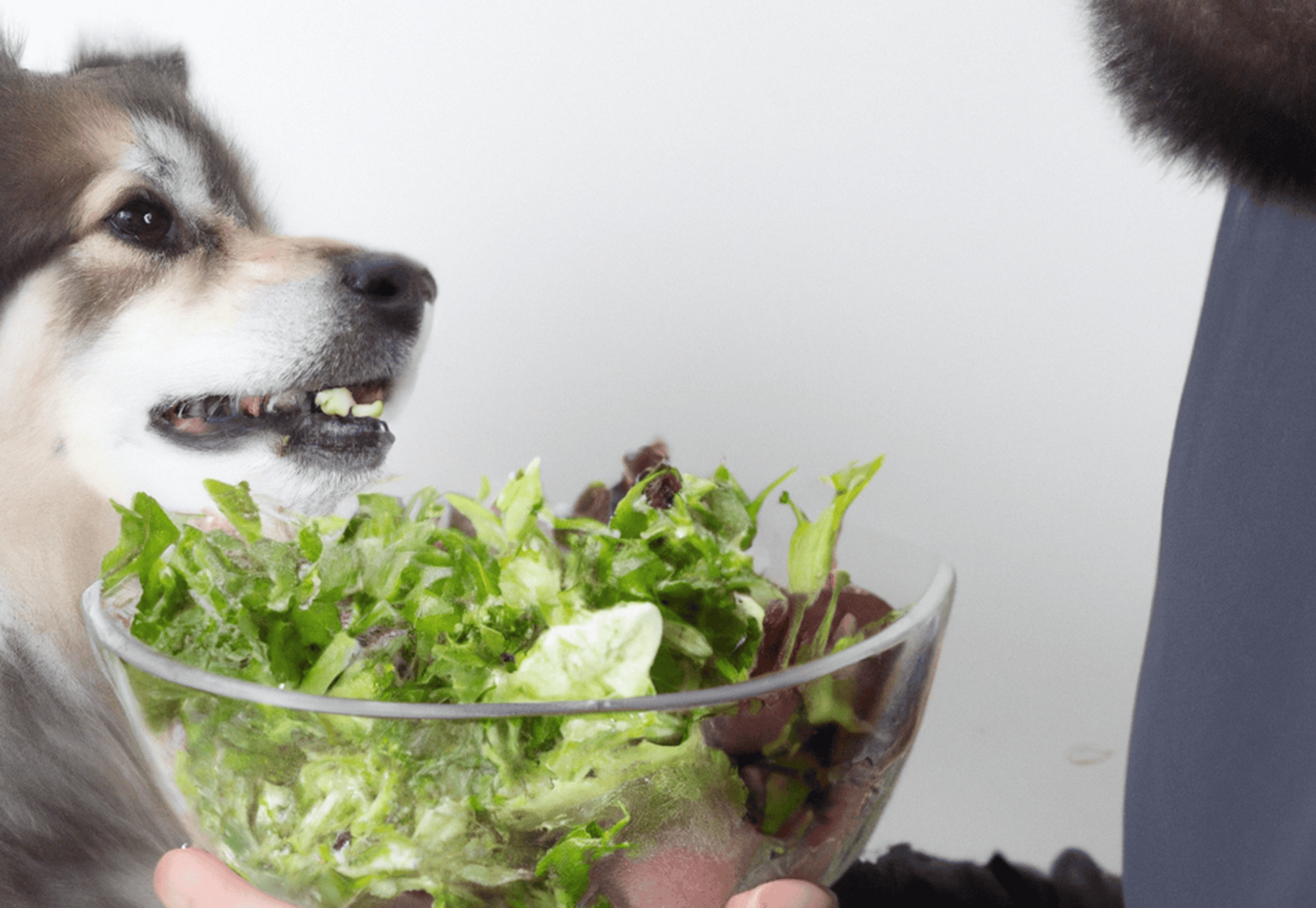Dog eagerly enjoying a fresh salad with vegetables.