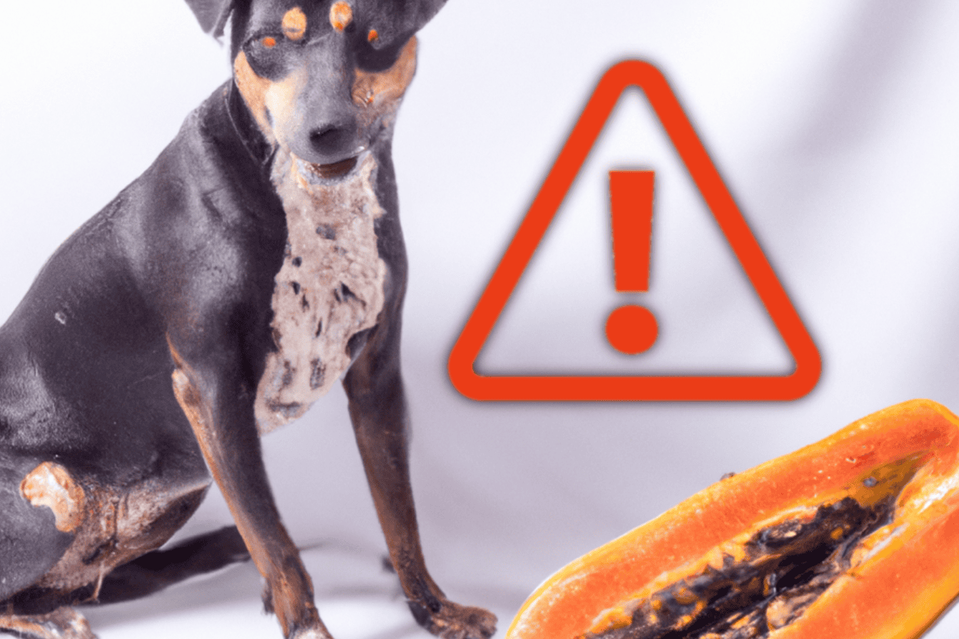 Dog owner alert: caution with foods harmful to dogs.