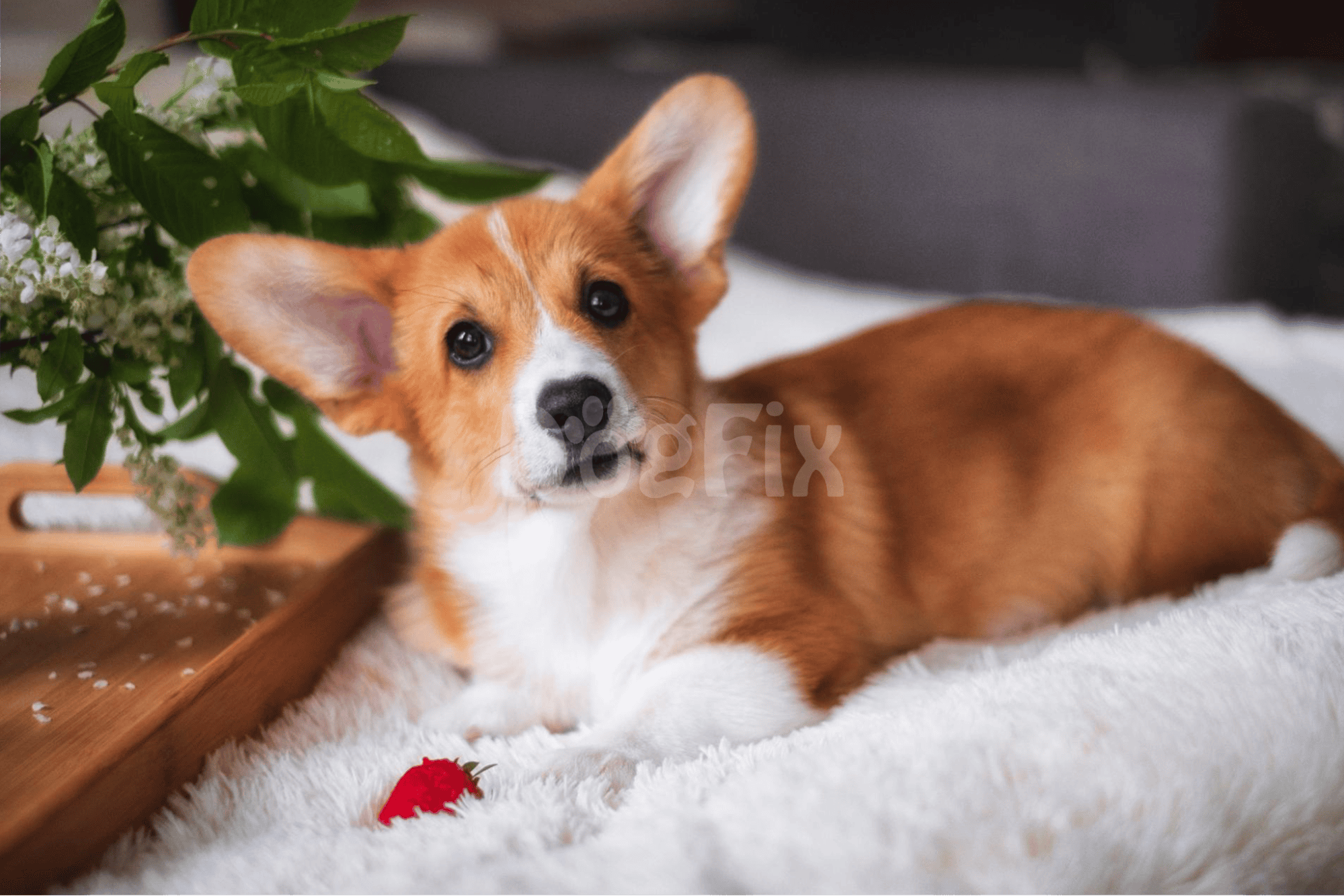 Safe for Dogs to Chow Down On Strawberries