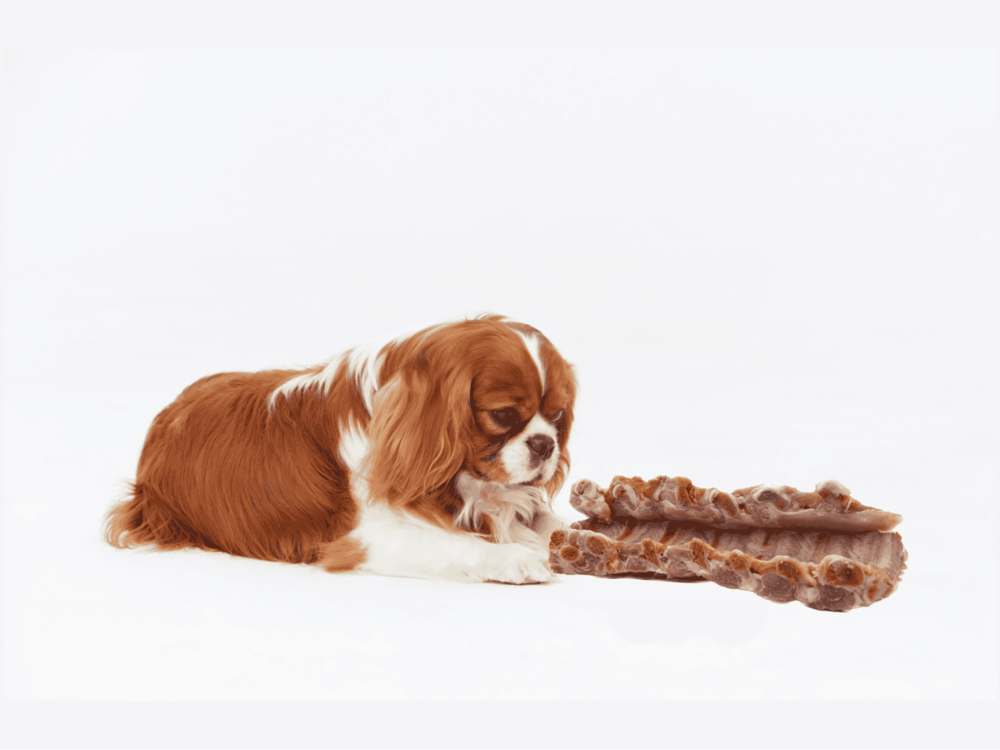 Cute Cavalier King Charles Spaniel puppy with rawhide chews.
