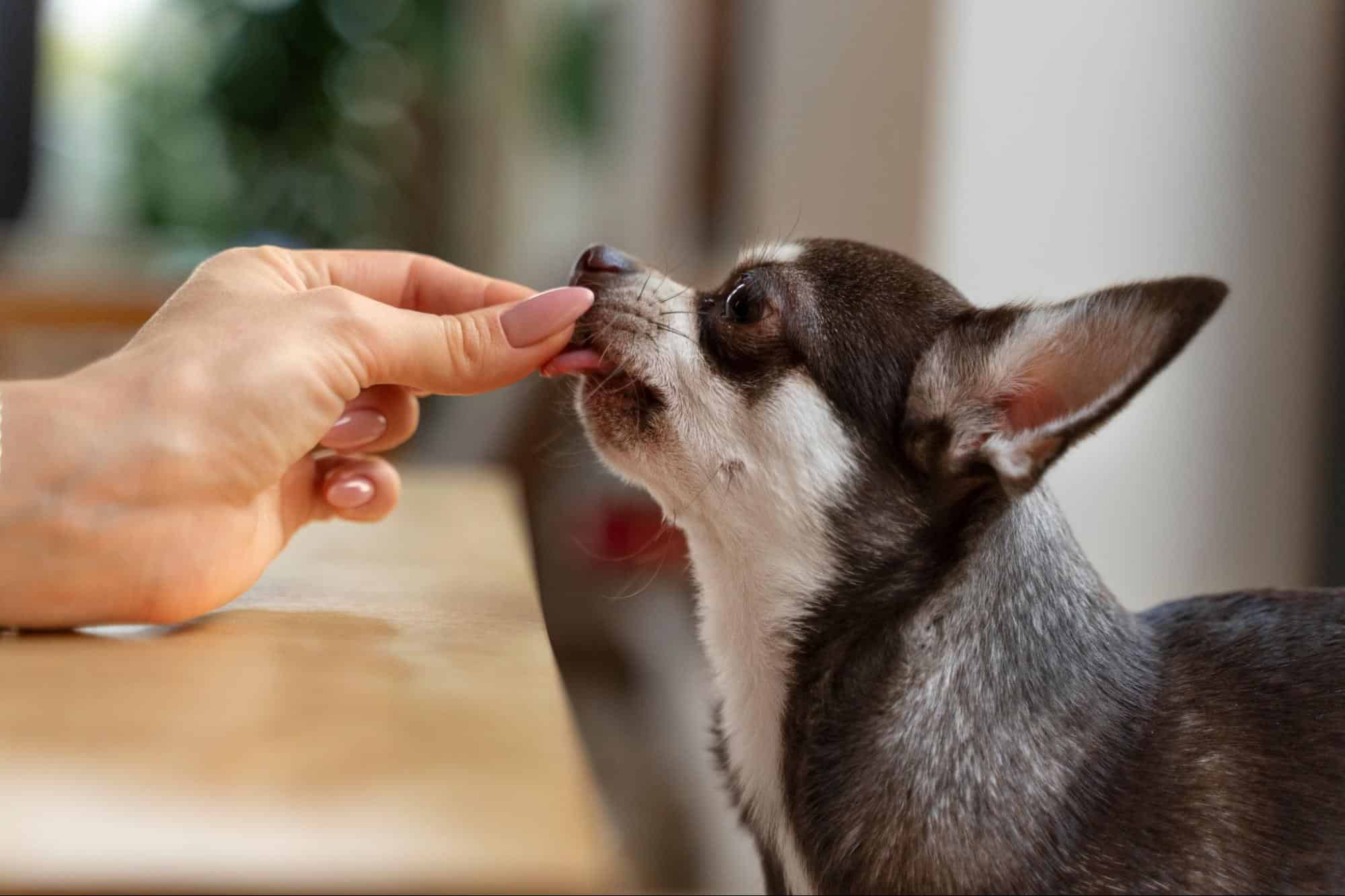 Cute dog receiving gentle grooming care.